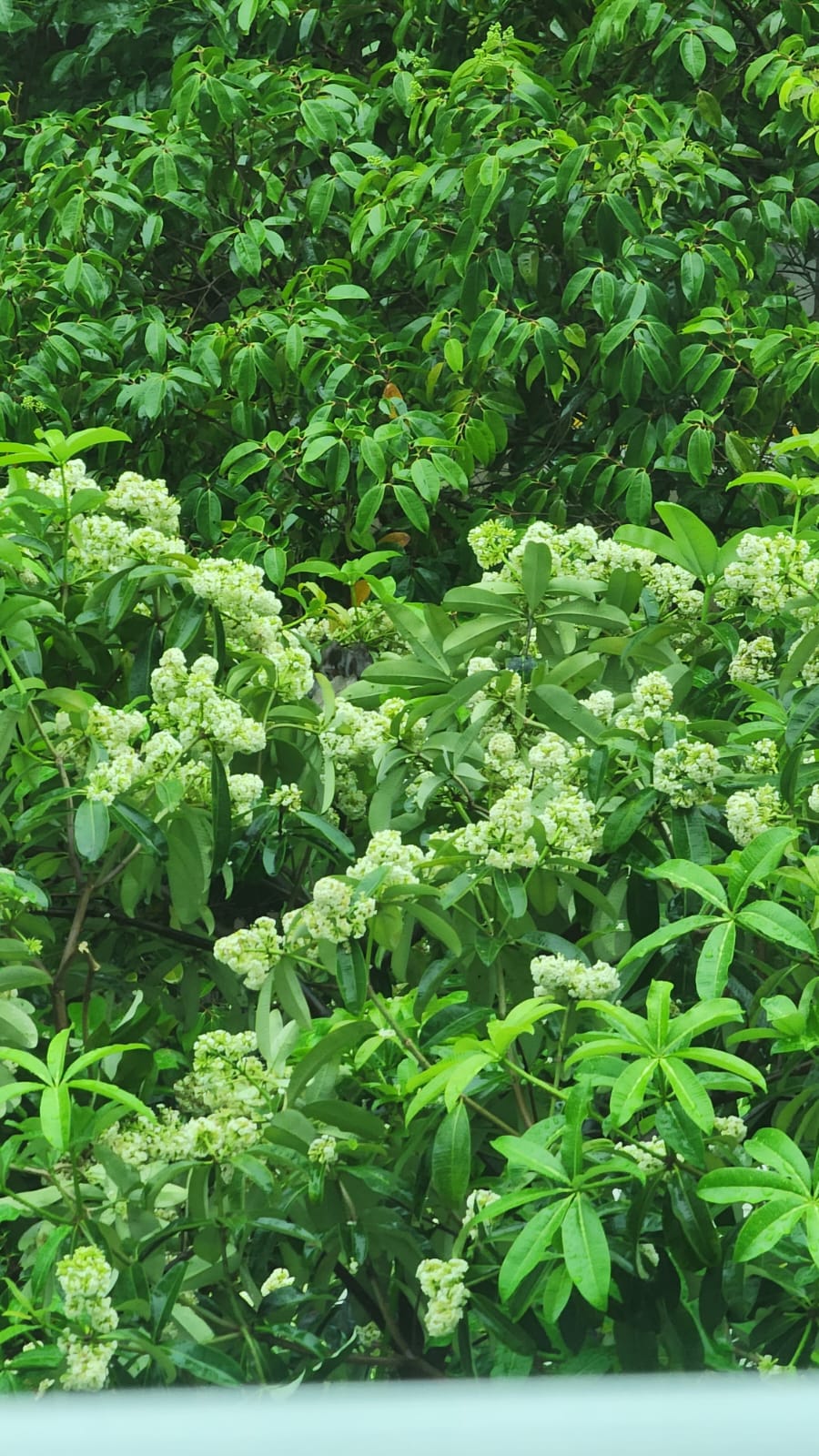 Does anyone know what plant is this? It seems to give off a smell at