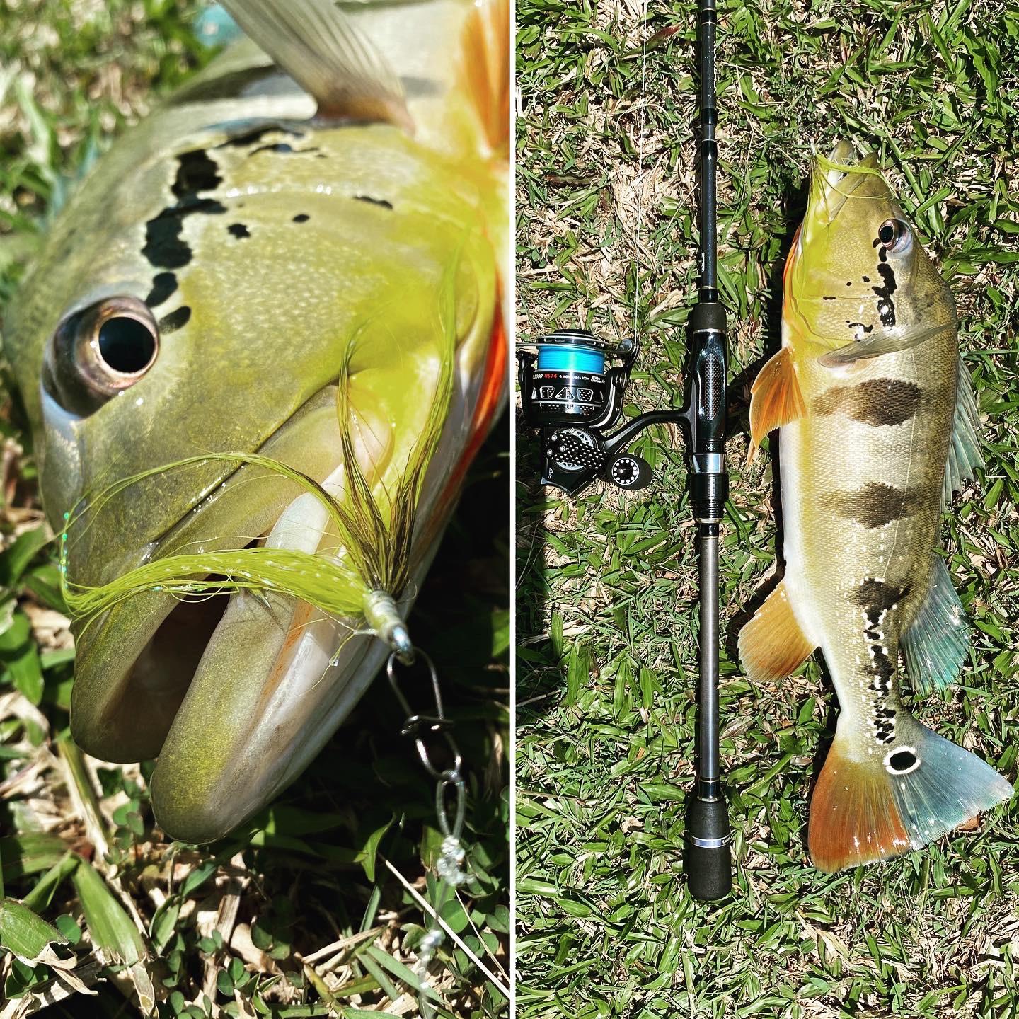 My first post on Reddit! Caught this beautiful Peacock Bass on a Spin