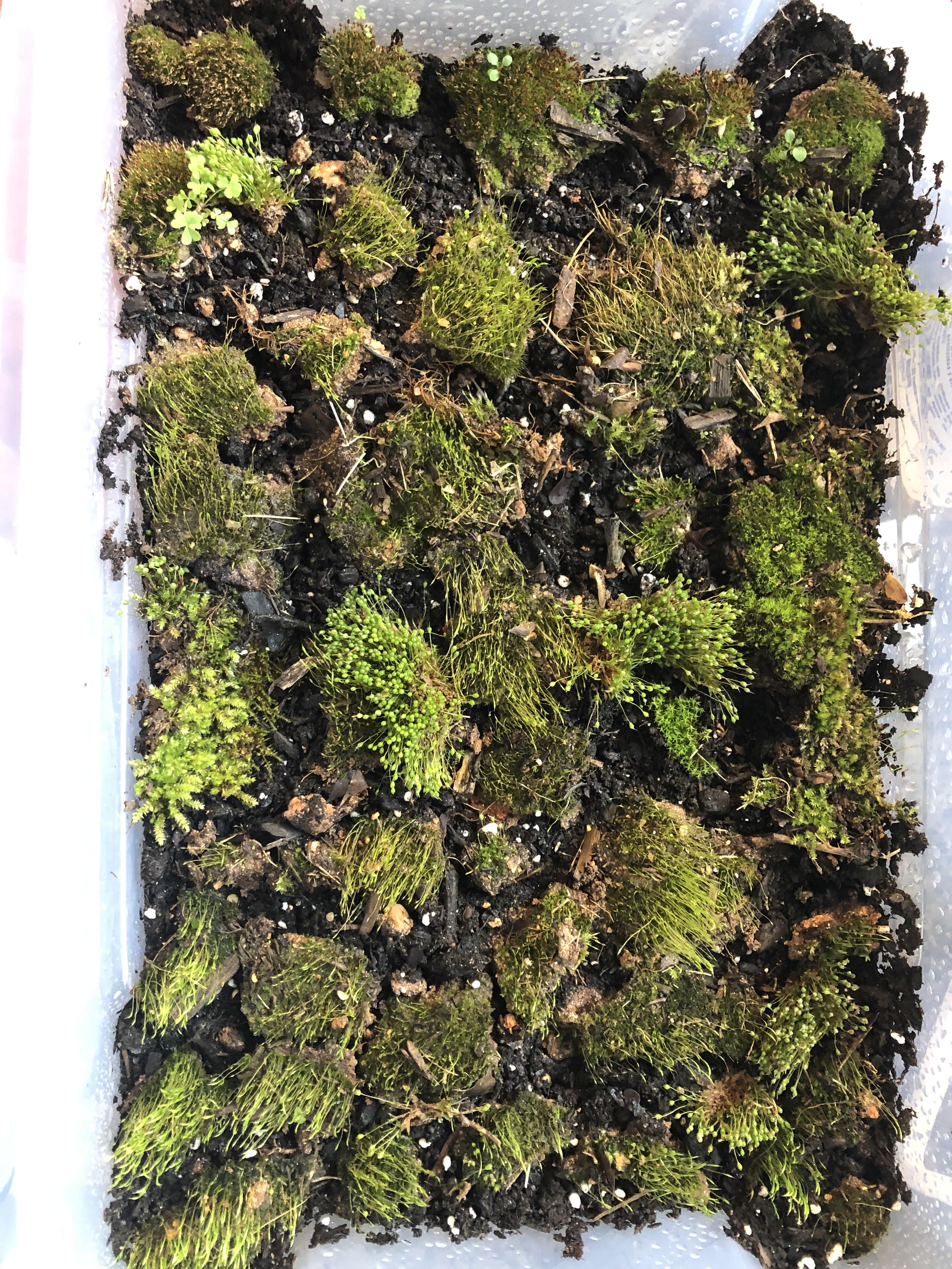 My first moss propagation garden! r/gardening