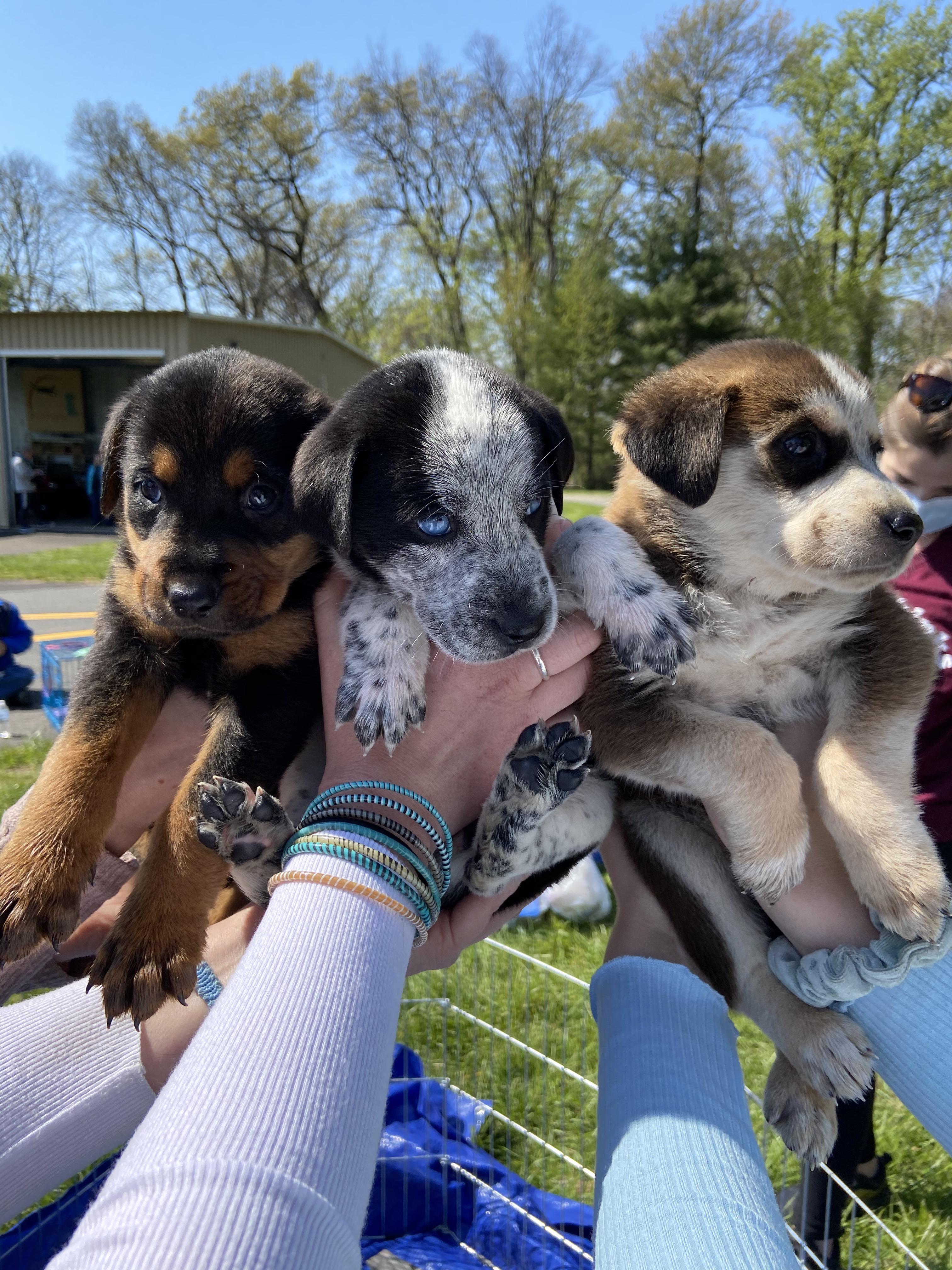 We were told they are 5 weeks, same litter same mother, multiple dads
