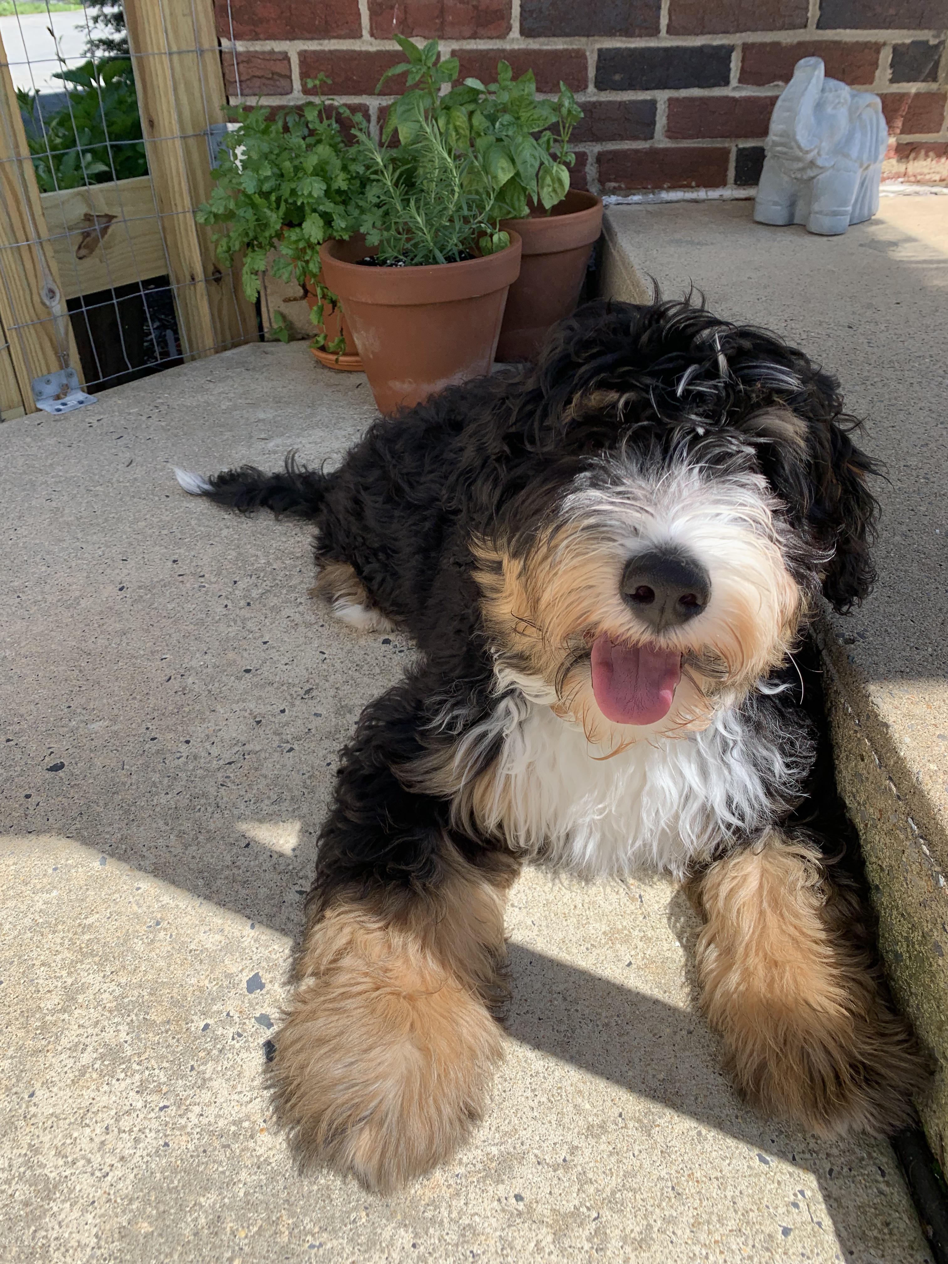 Meet Elvis... the King r/Bernedoodles