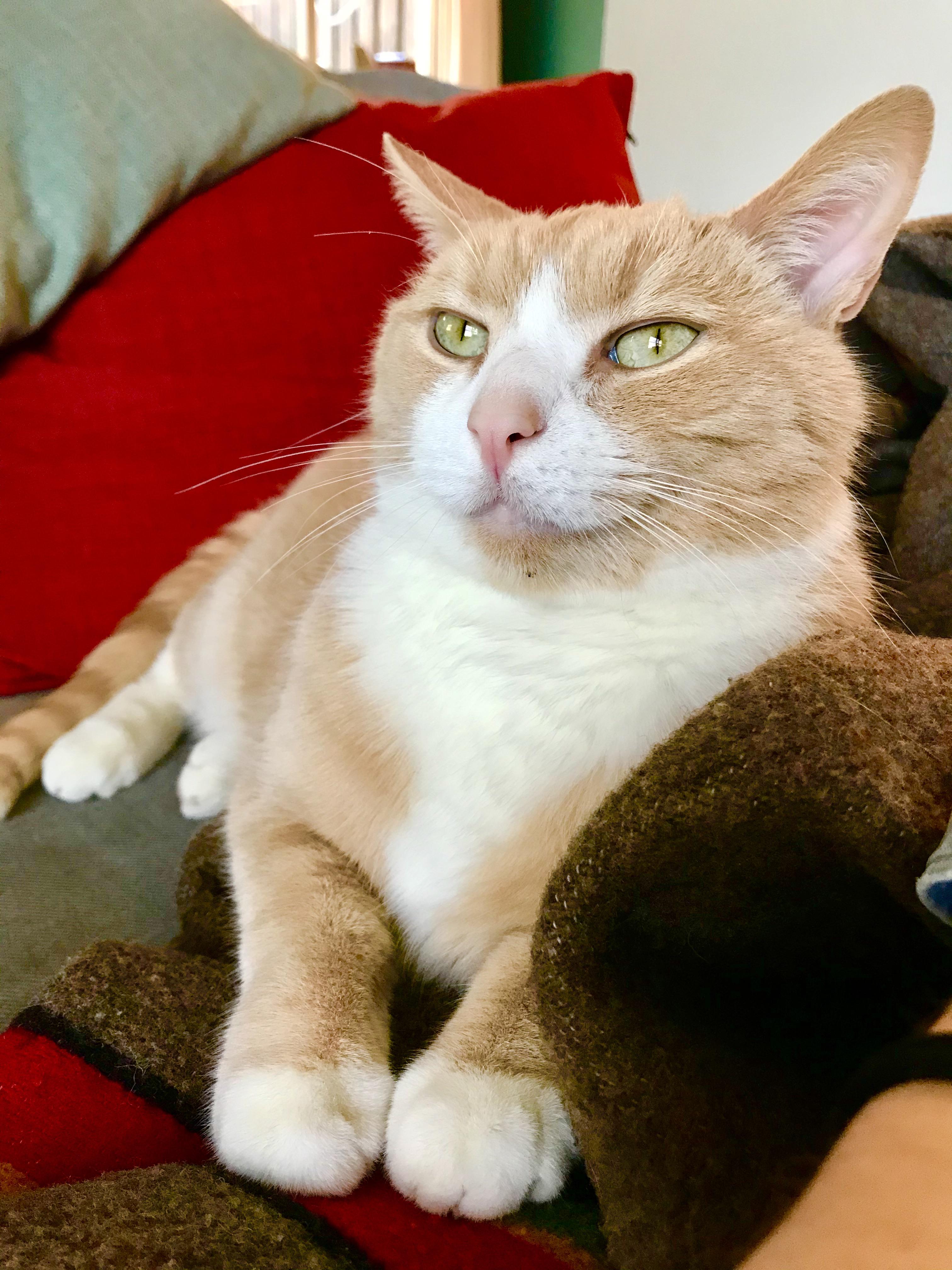 Hi Reddit! This guy is 5 and just came home from the shelter. Name