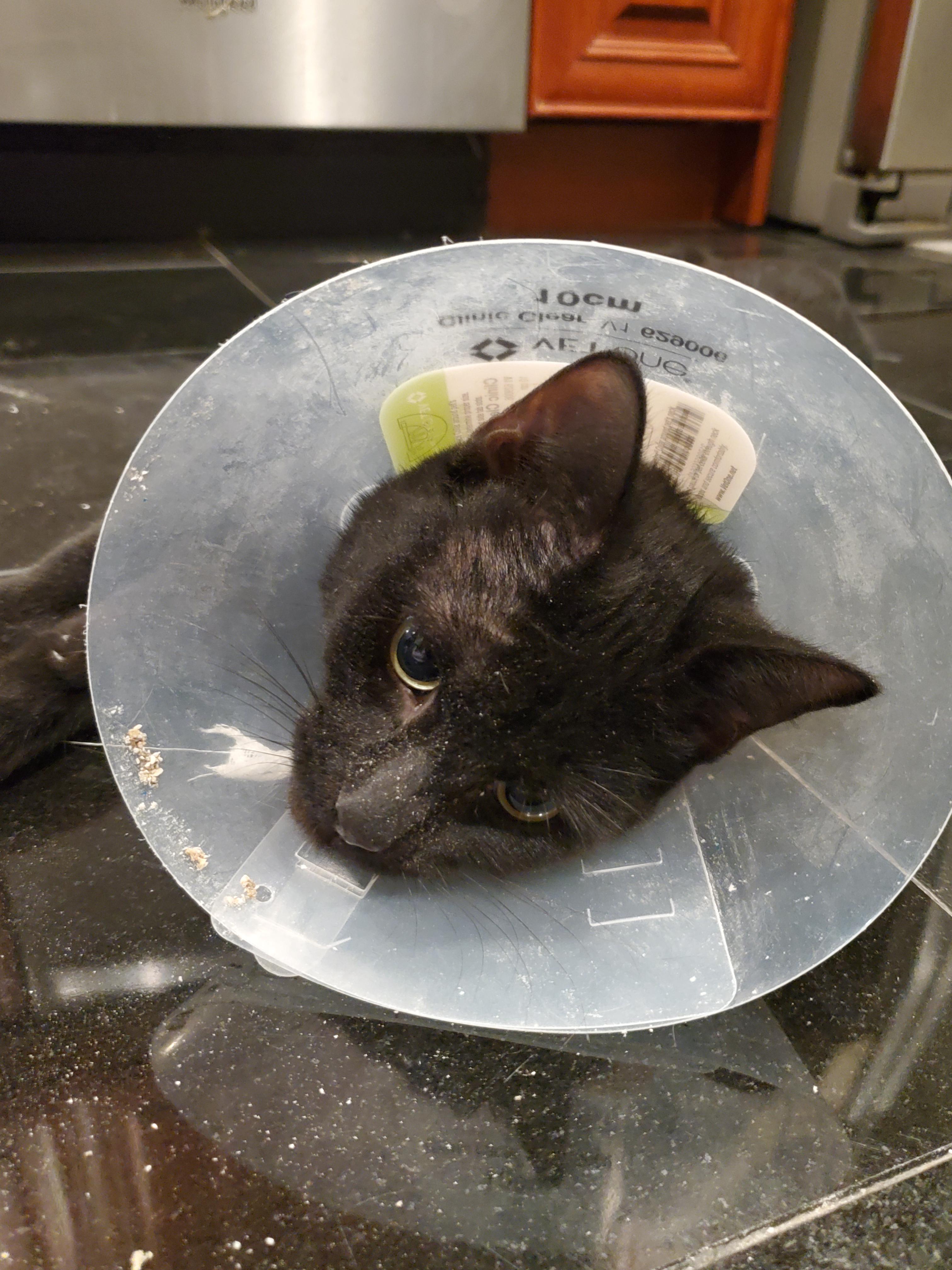 This is Charcoal, who just got the cone of shame since he was neutered