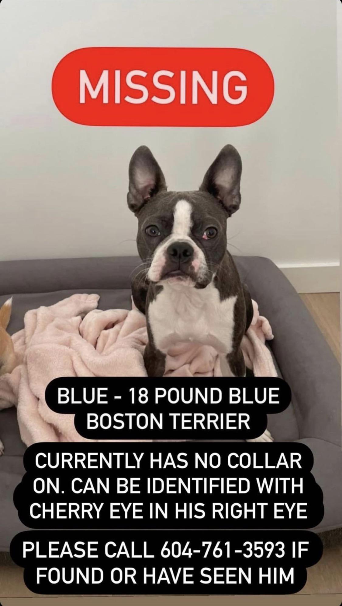 Lost dog r/vancouver
