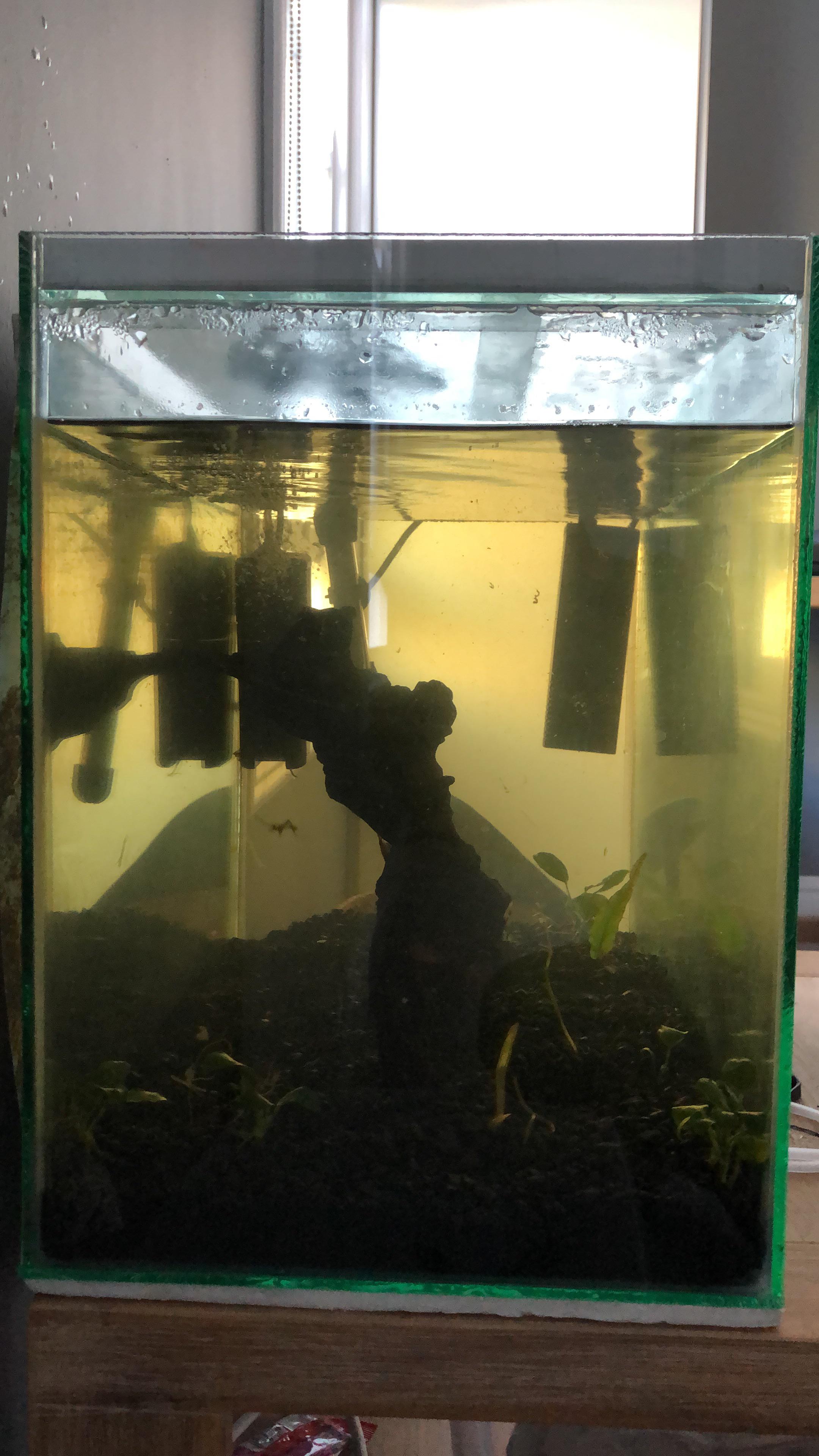 Why is my water murky/how to fix? Been like this since I bought the