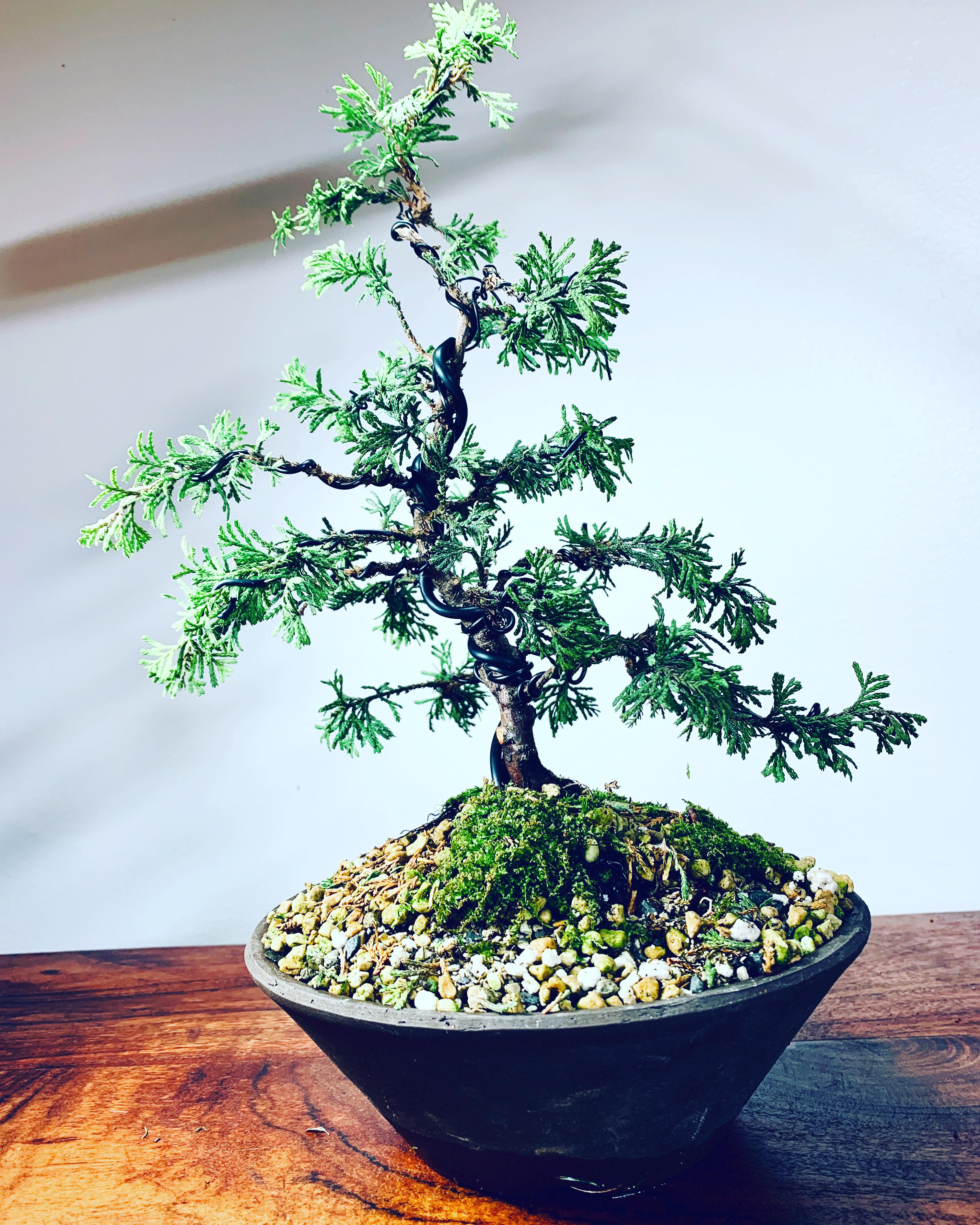 Young Dwarf white cedar r/Bonsai