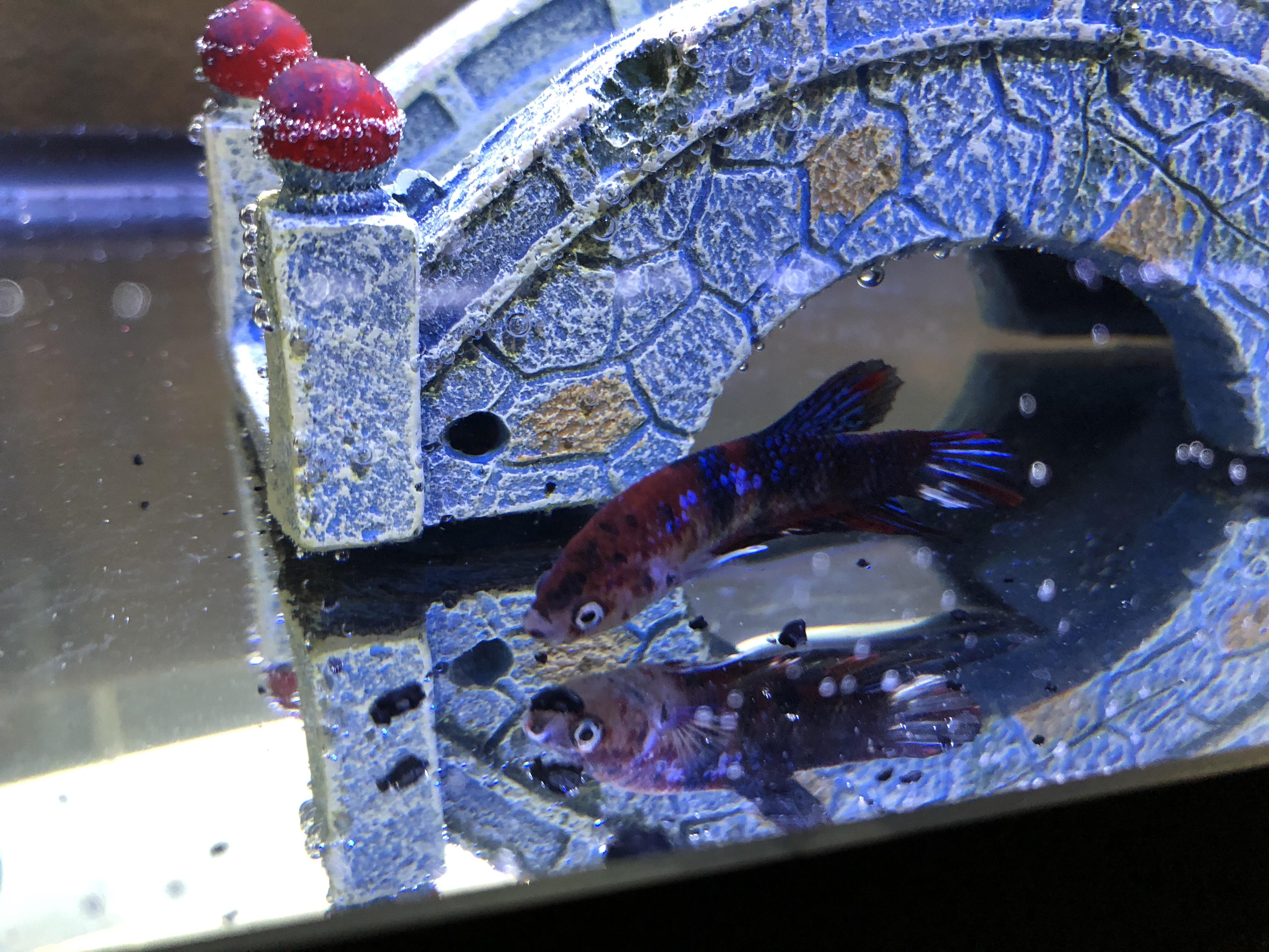 You guys are a “horrible” influence. Mad Eye Moody is home! Except I