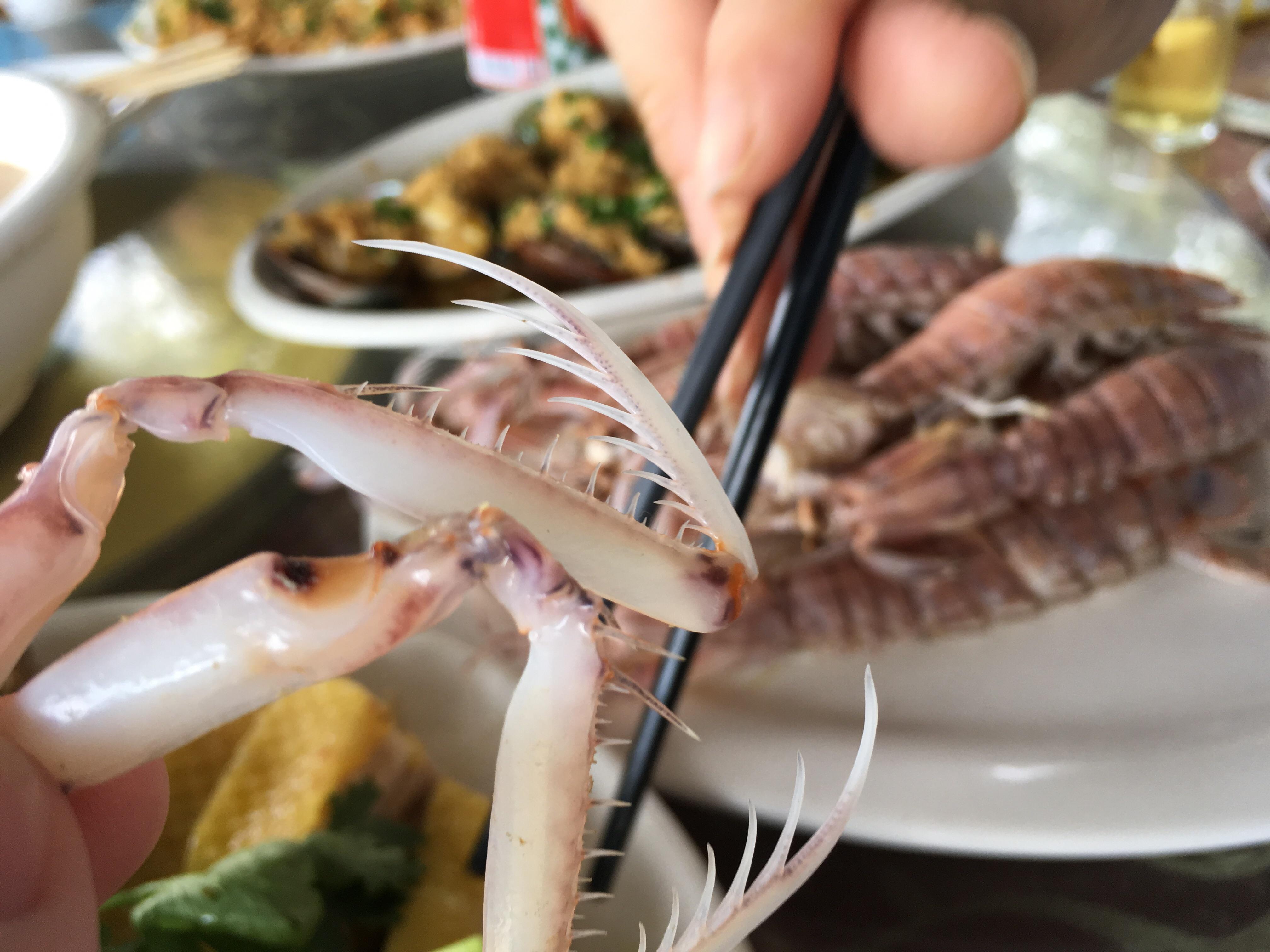 Mantis shrimp claws r/natureismetal