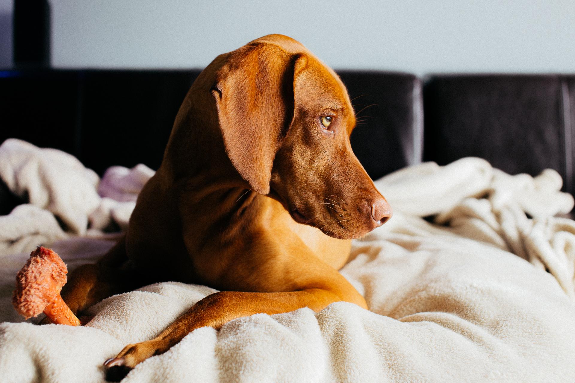 A dog's couch r/CanineMajesty