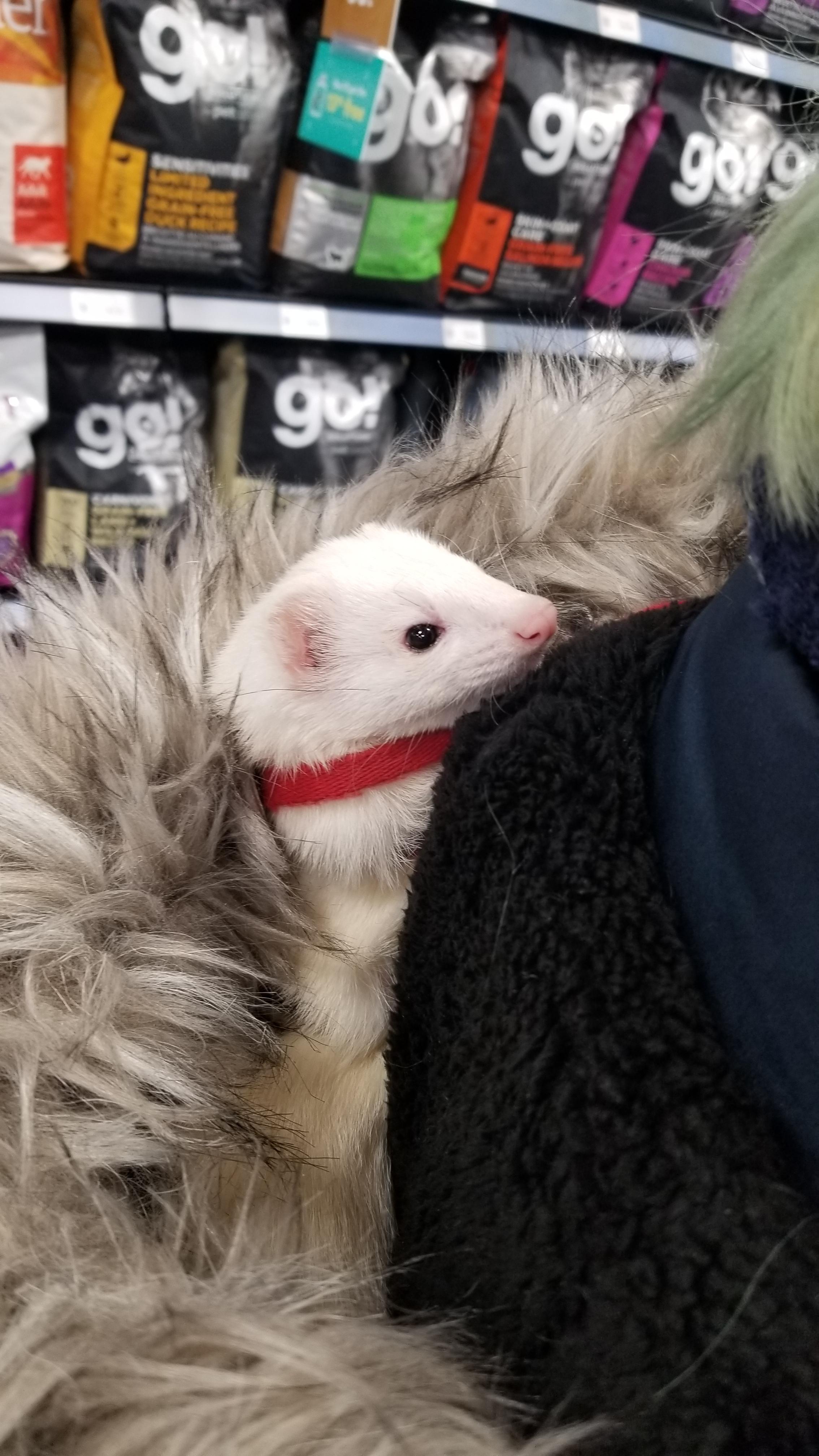 Taz at the pet supply store. r/ferrets