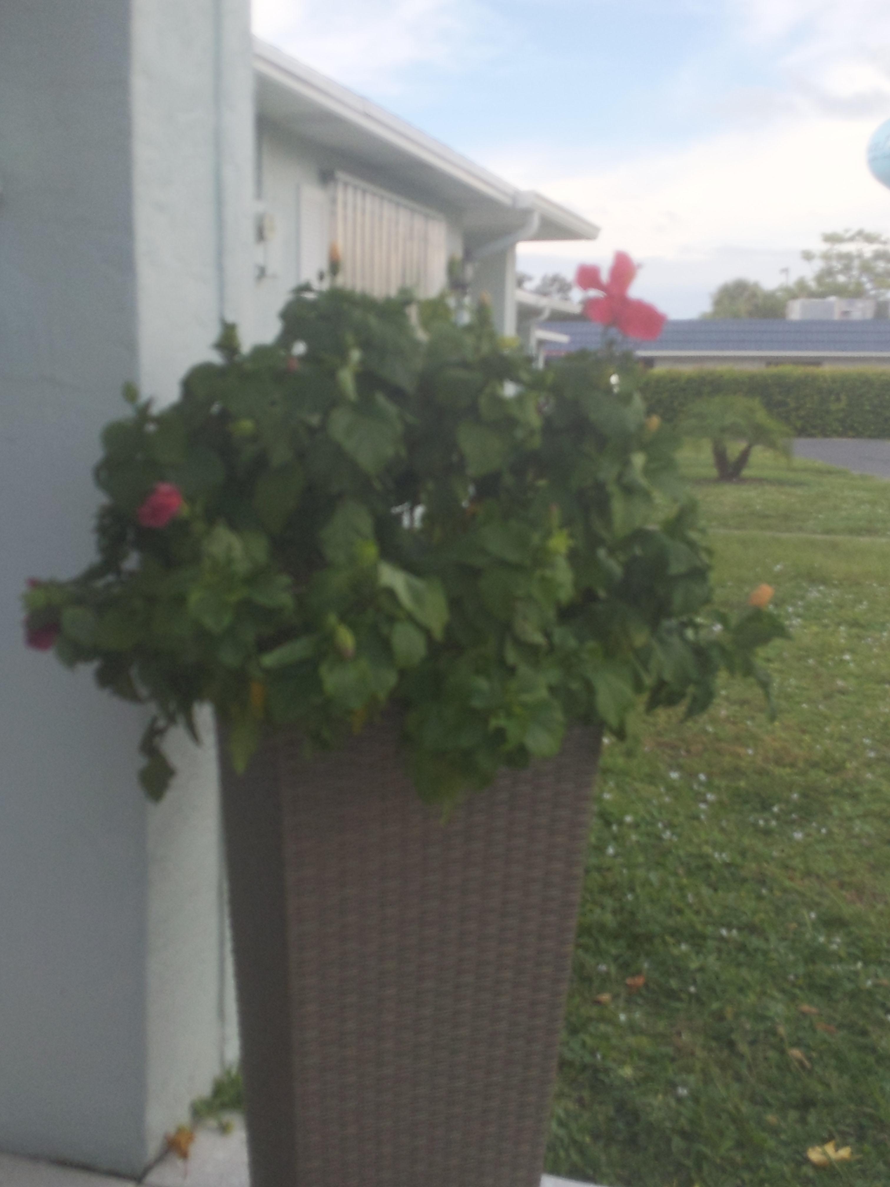 Hibiscus wilting soil is moist. Why?? r/plantclinic