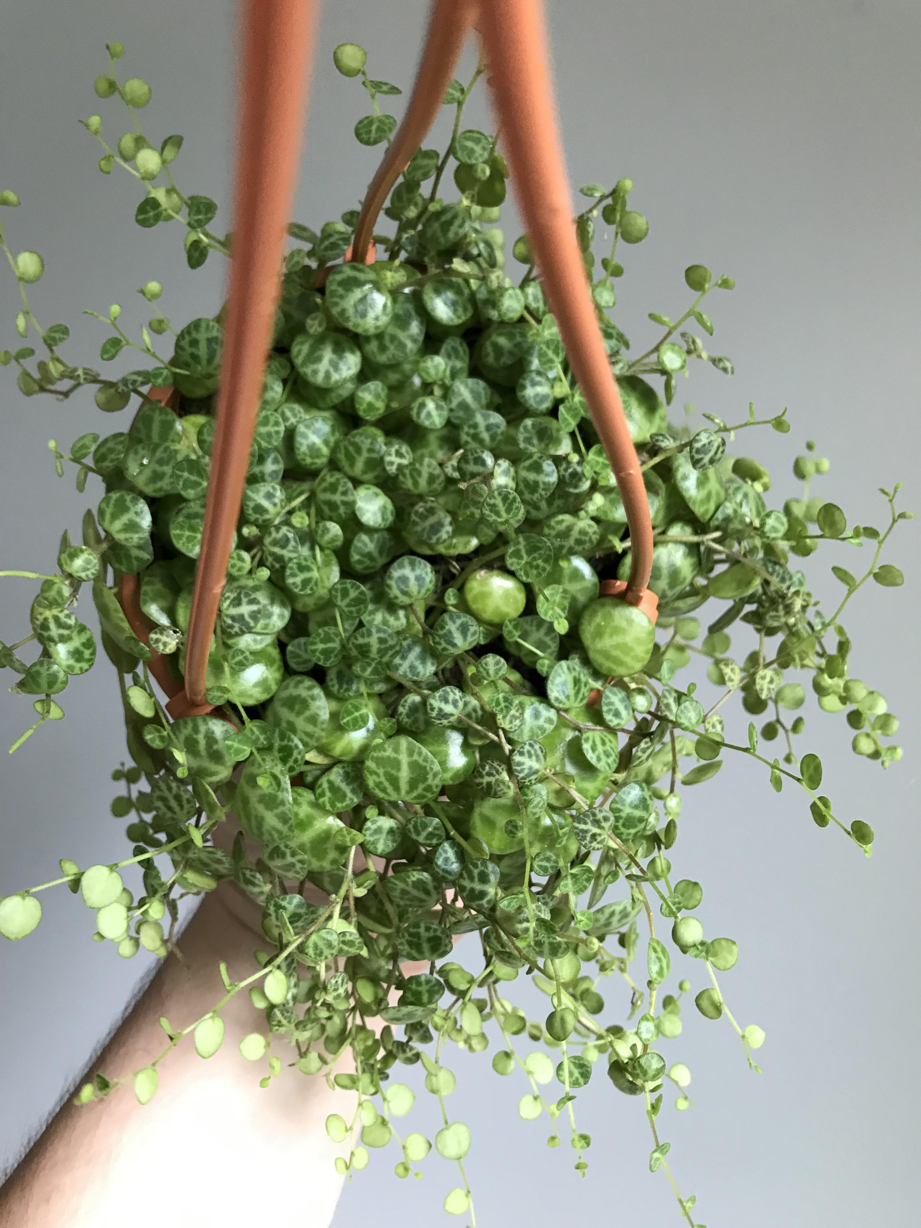 My string of turtles (peperomia prostrata) is really