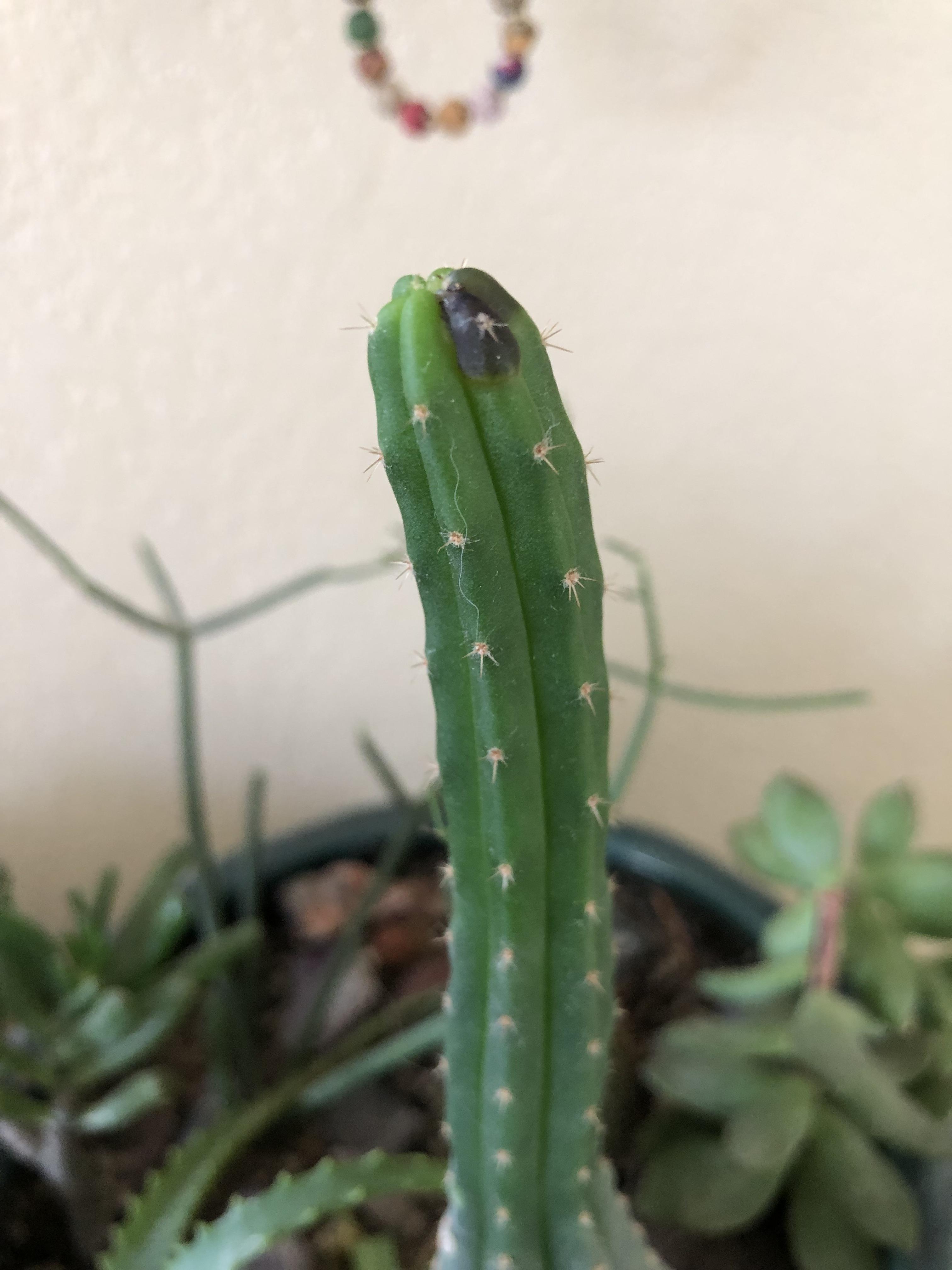 San Pedro Cactus Showing Black Spot on New Growth? What do? r/succulents