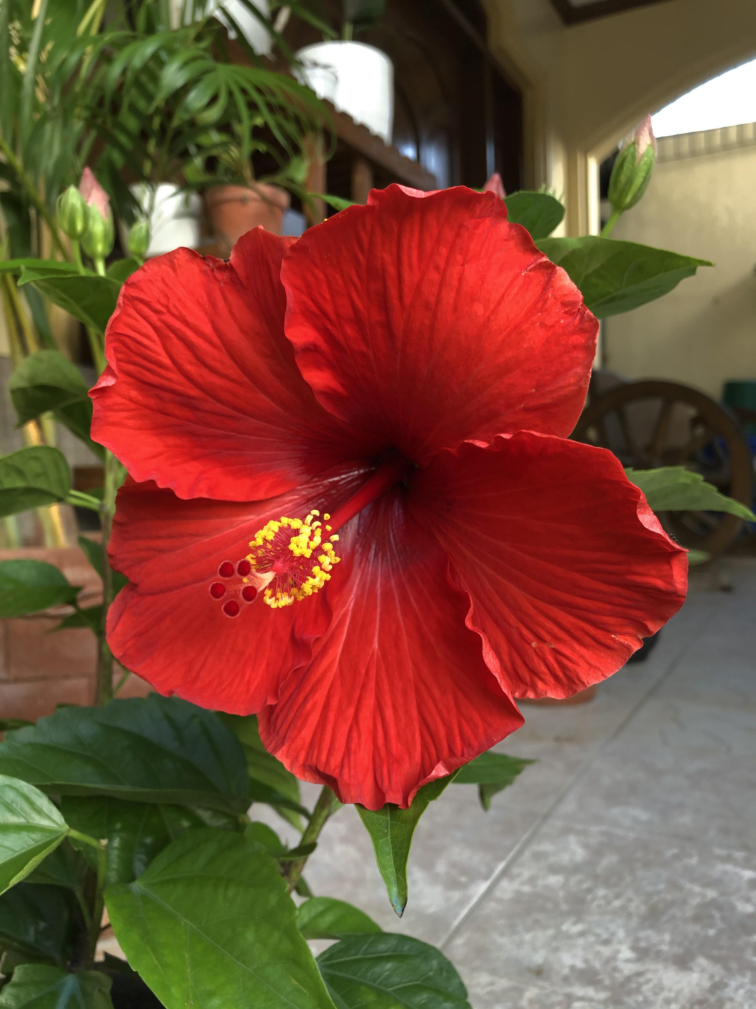 Our Hibiscus bloomed this morning! So happy to see this ️ However, I heard the flower only lasts