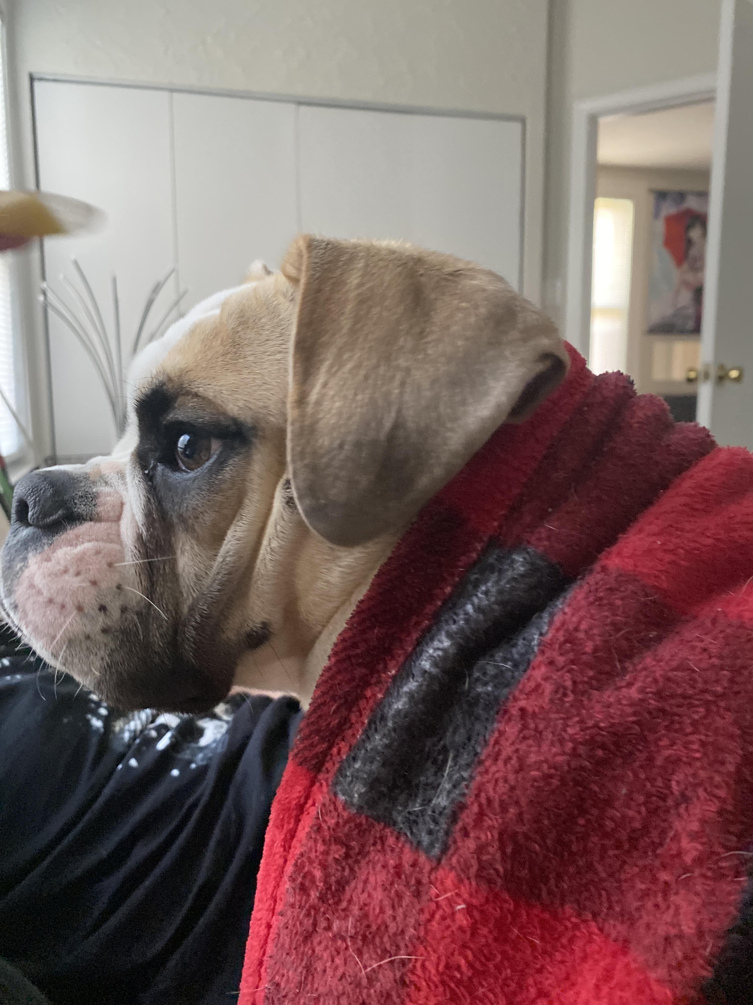 overview for evonitee