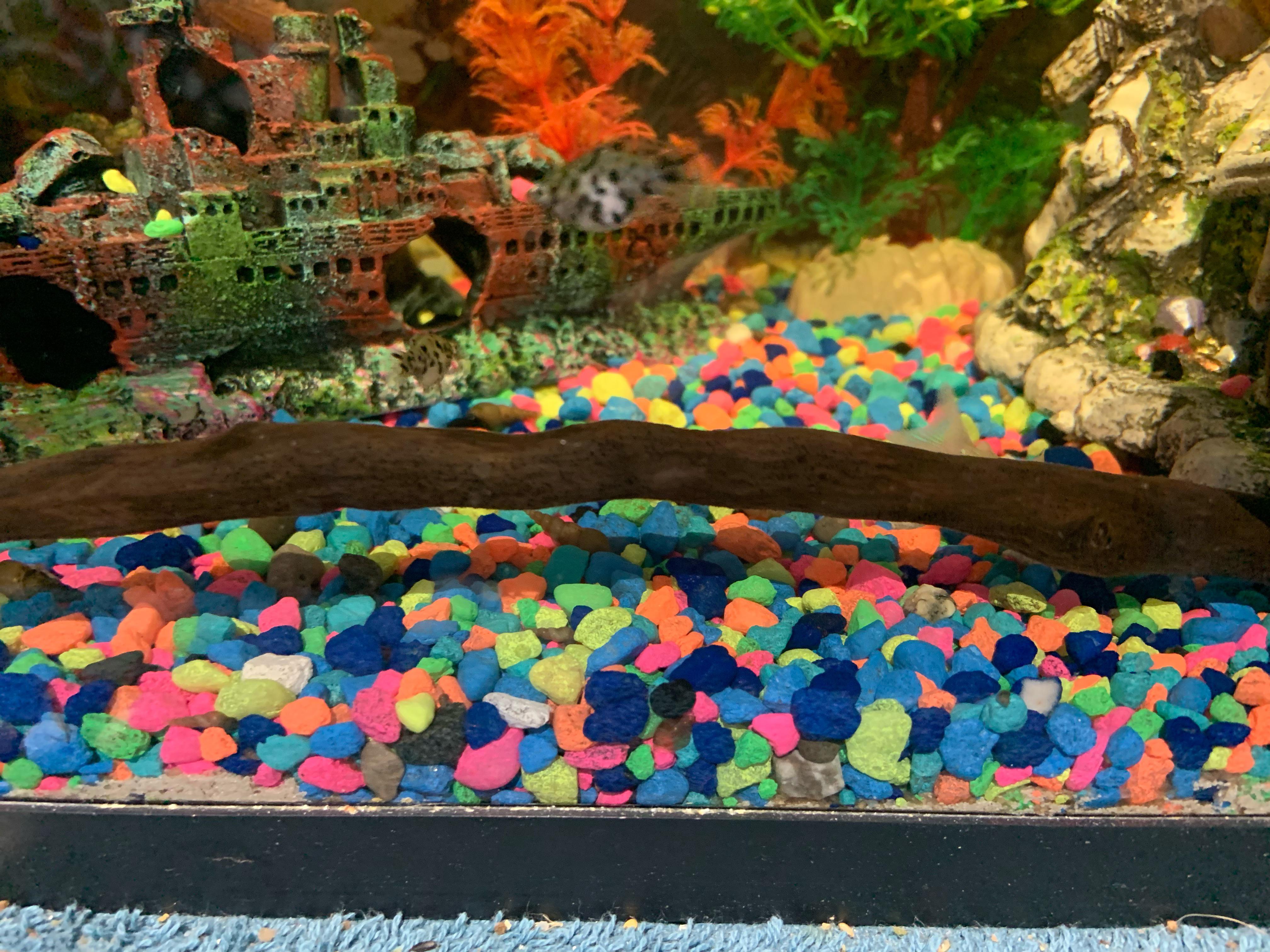 My wood in my aquarium r/aquarium