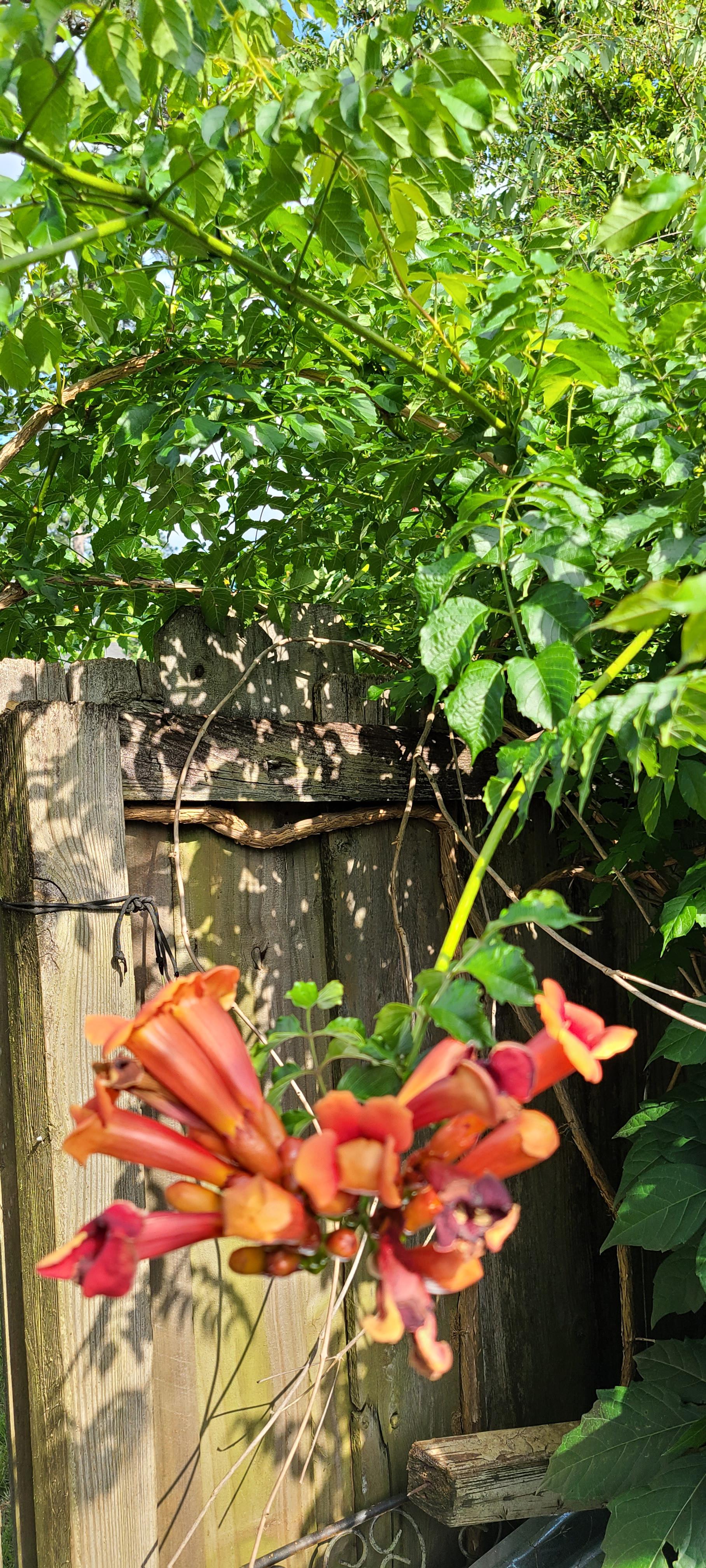 Zone 8A/B vine plant with orangr flowers. r/whatsthisplant