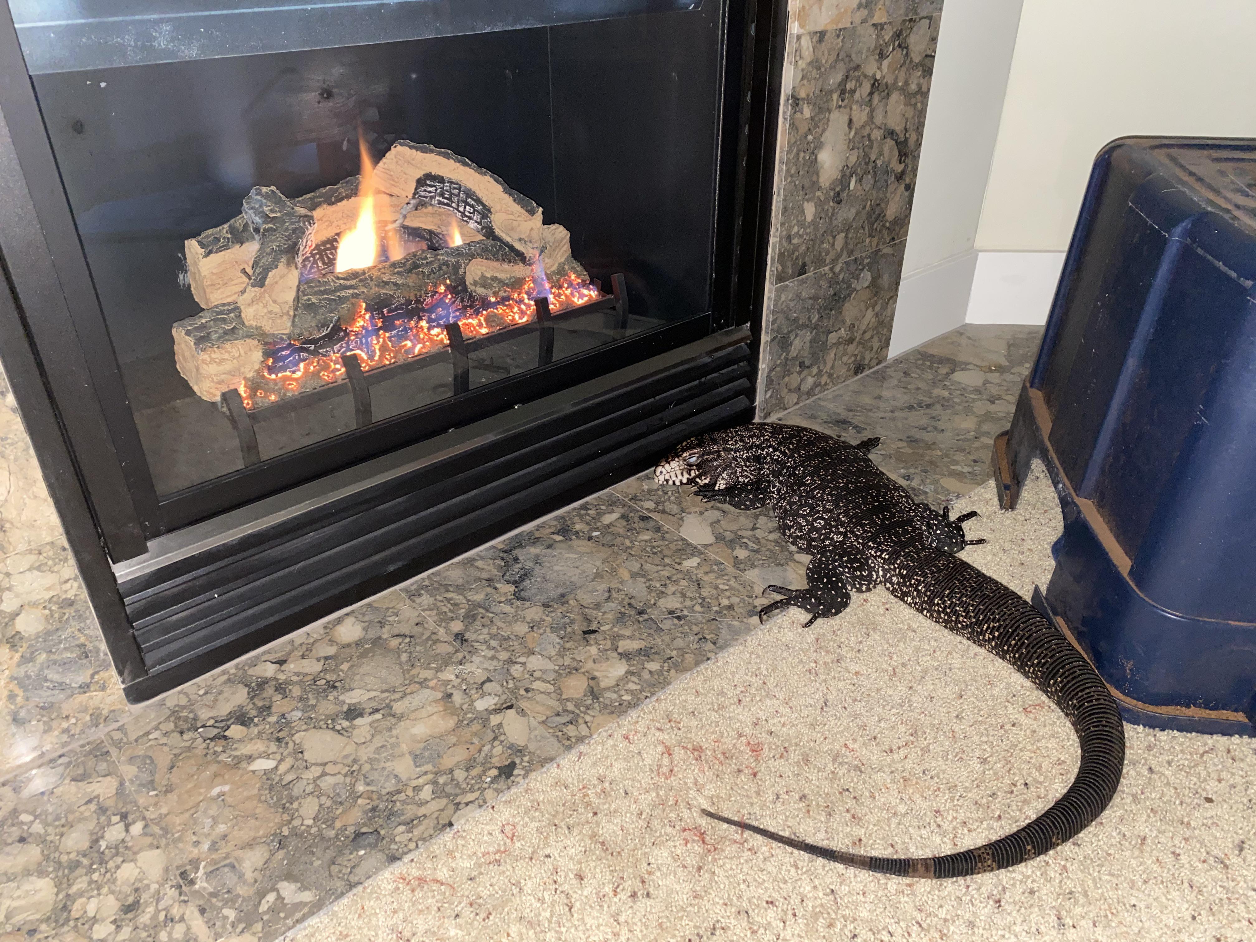 Our furnace is on the fritz, and heat lamps weren’t enough. Kazu