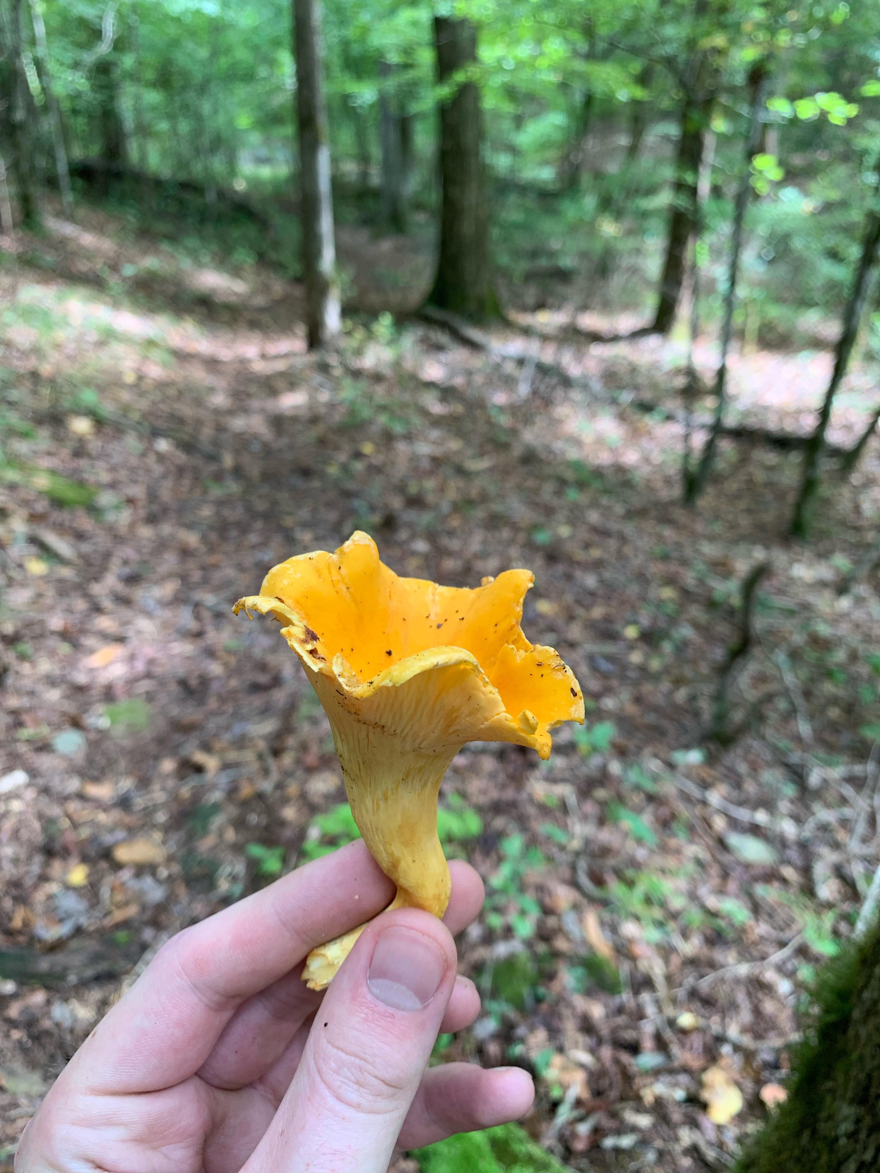 Chanterelle or a look alike? In Athens, GA. New to the area so wanted