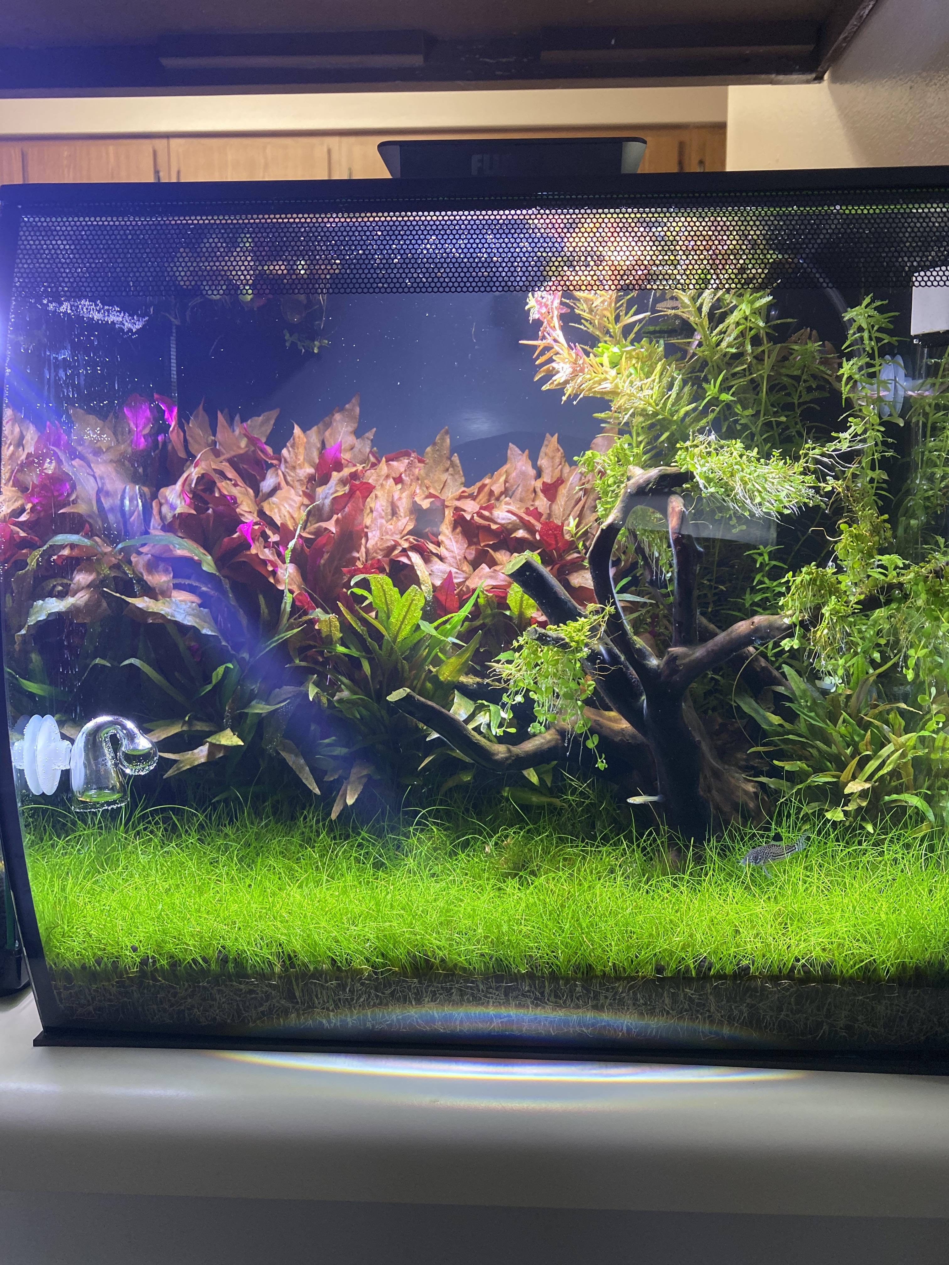 Looking for ideas on a centerpiece fish, or schooling fish. Current