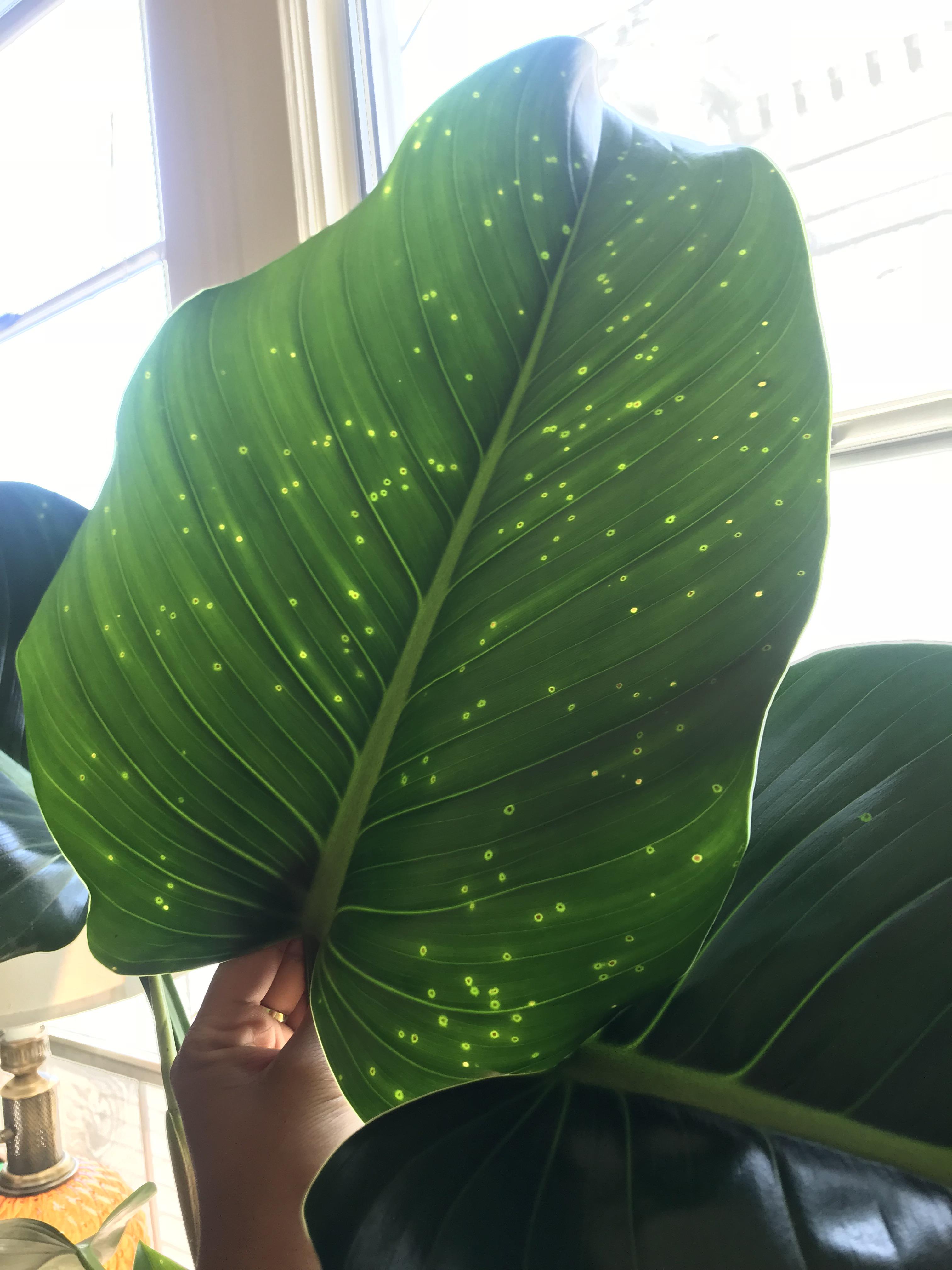 SOS Freckles/spots on my Philodendron Congo r/houseplants