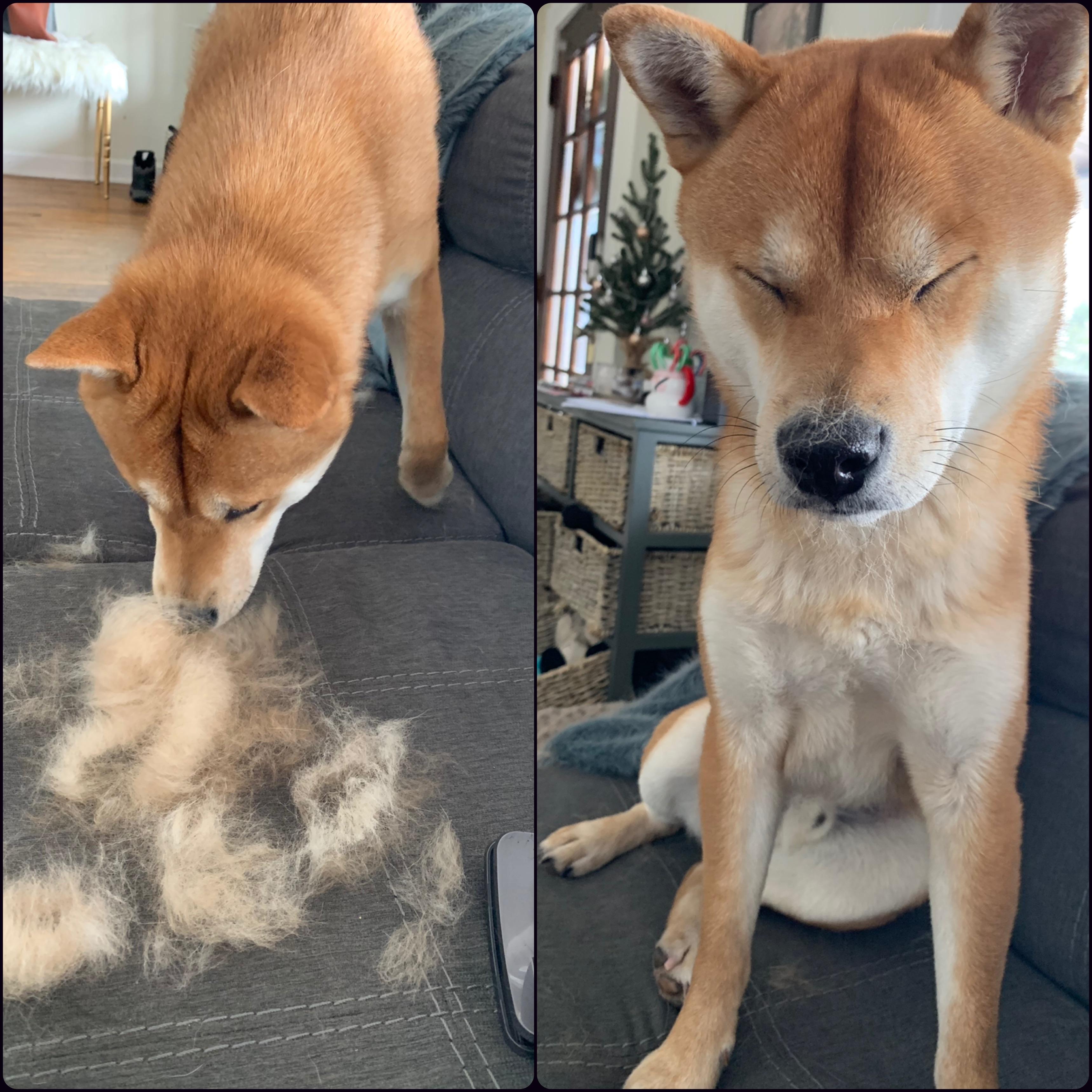 This dude is blowing his coat like crazy. Today he was especially