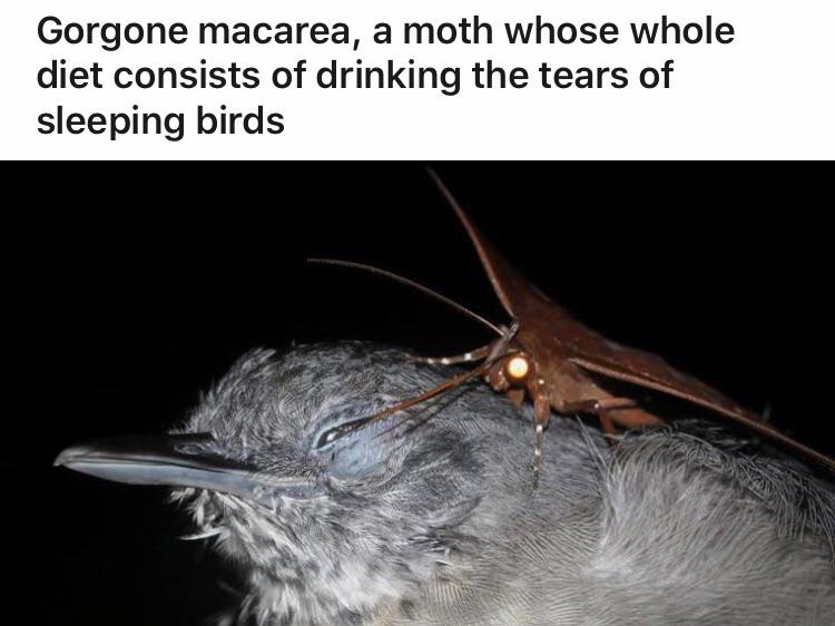 “Sleep with one eye open!” r/CartoonMoment