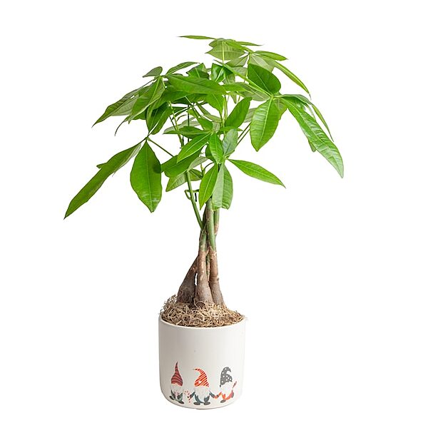 [Lowe's] Costa Farms Live House Plants 16" Money Tree in 5" Pot 19.19