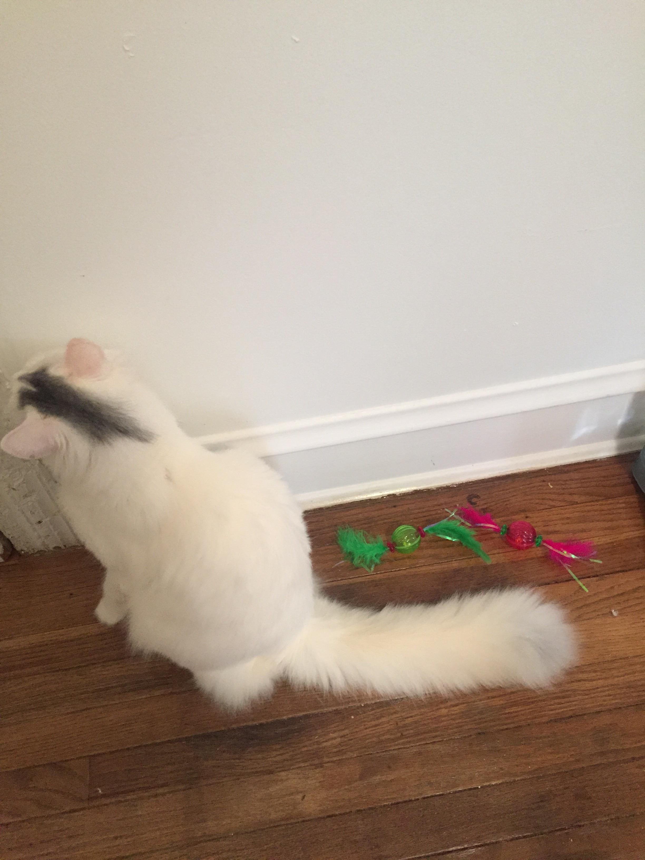 My cat found them in her toys. cosmoandwanda