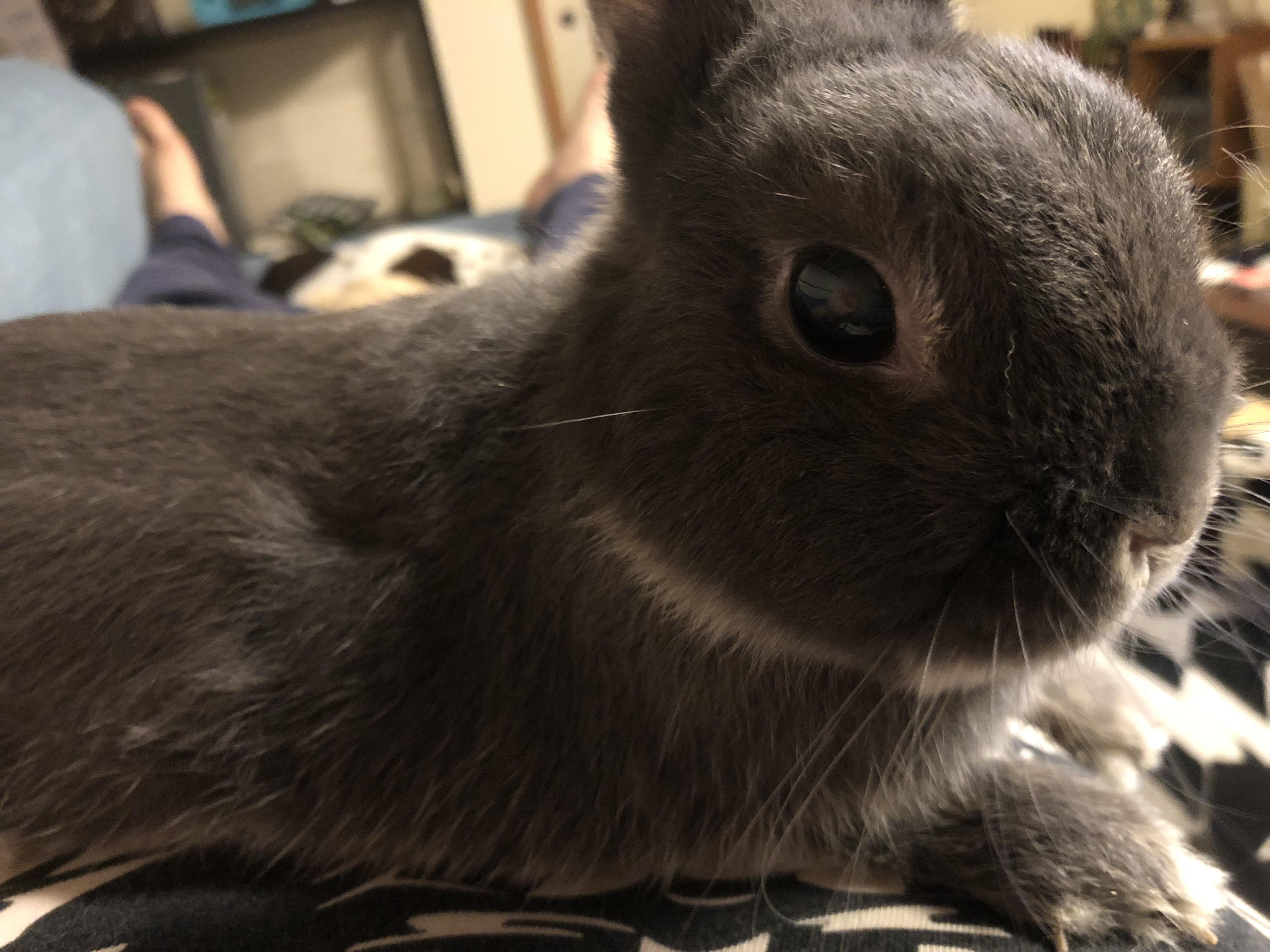My bun is 12 years old. Still very handsome! r/Rabbits