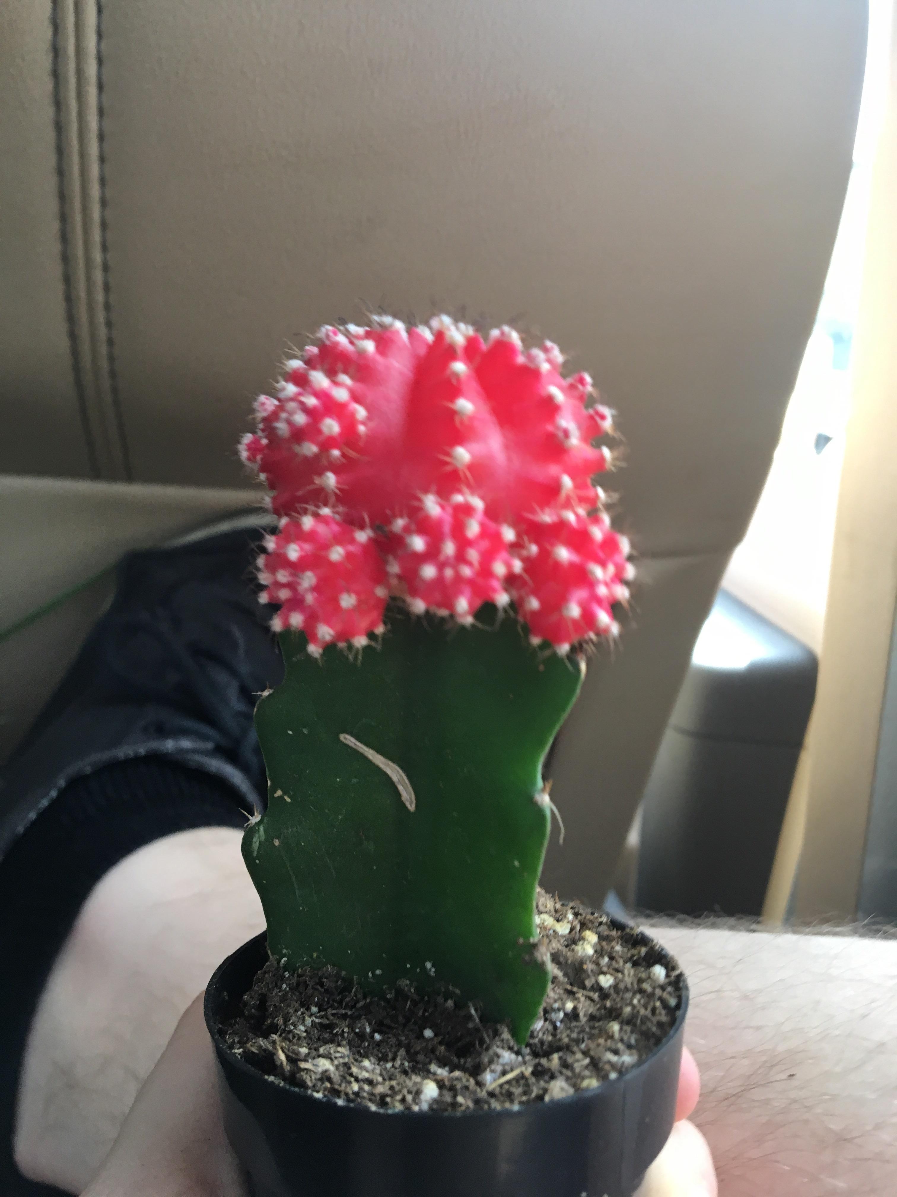 Reddit, what should I name my moon cactus? r/marijuanaenthusiasts