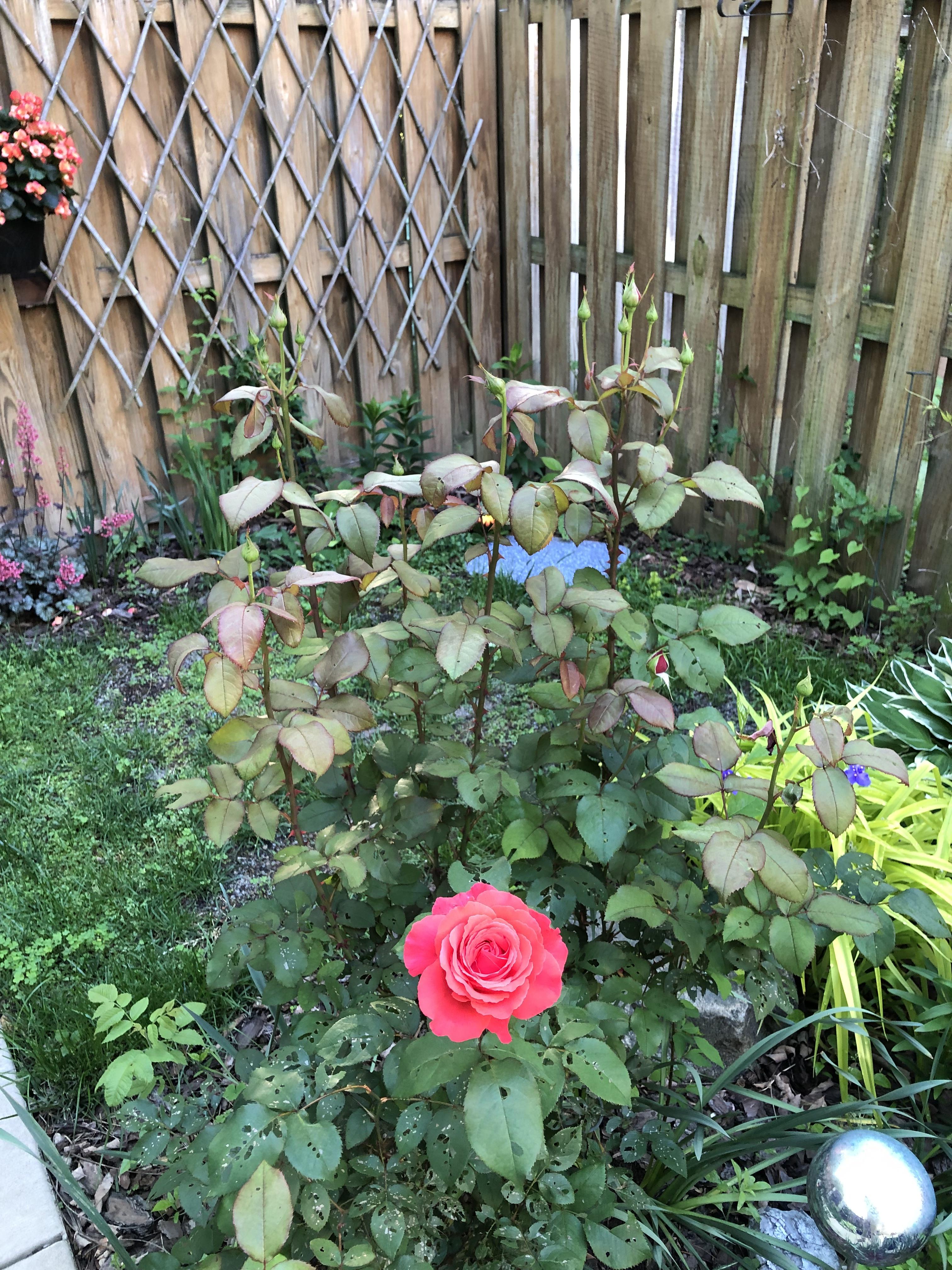 What is causing the holes in this rose bush's leaves? How do I