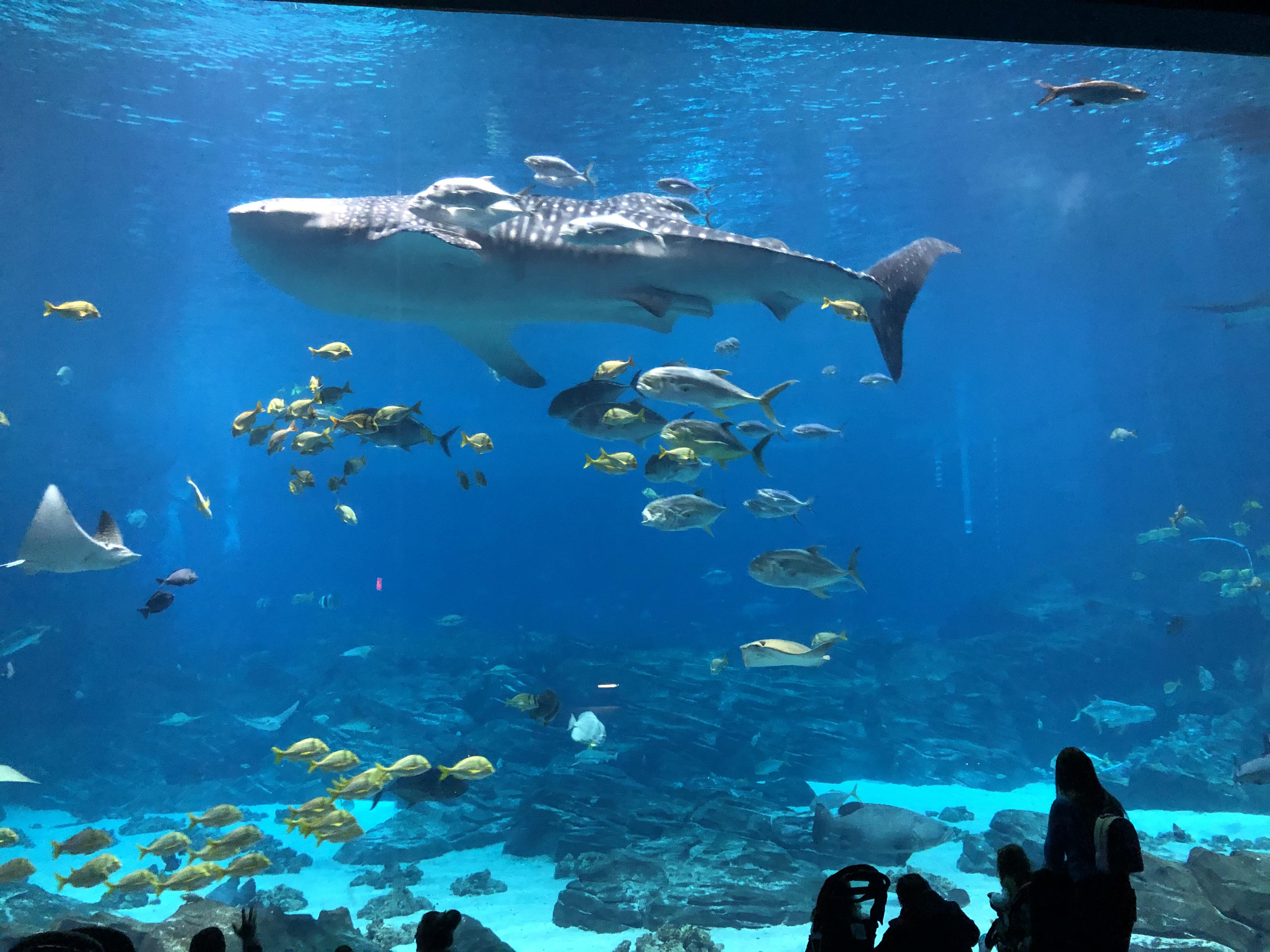 aquarium has 4 adolescent whale sharks ranging from 2127 feet