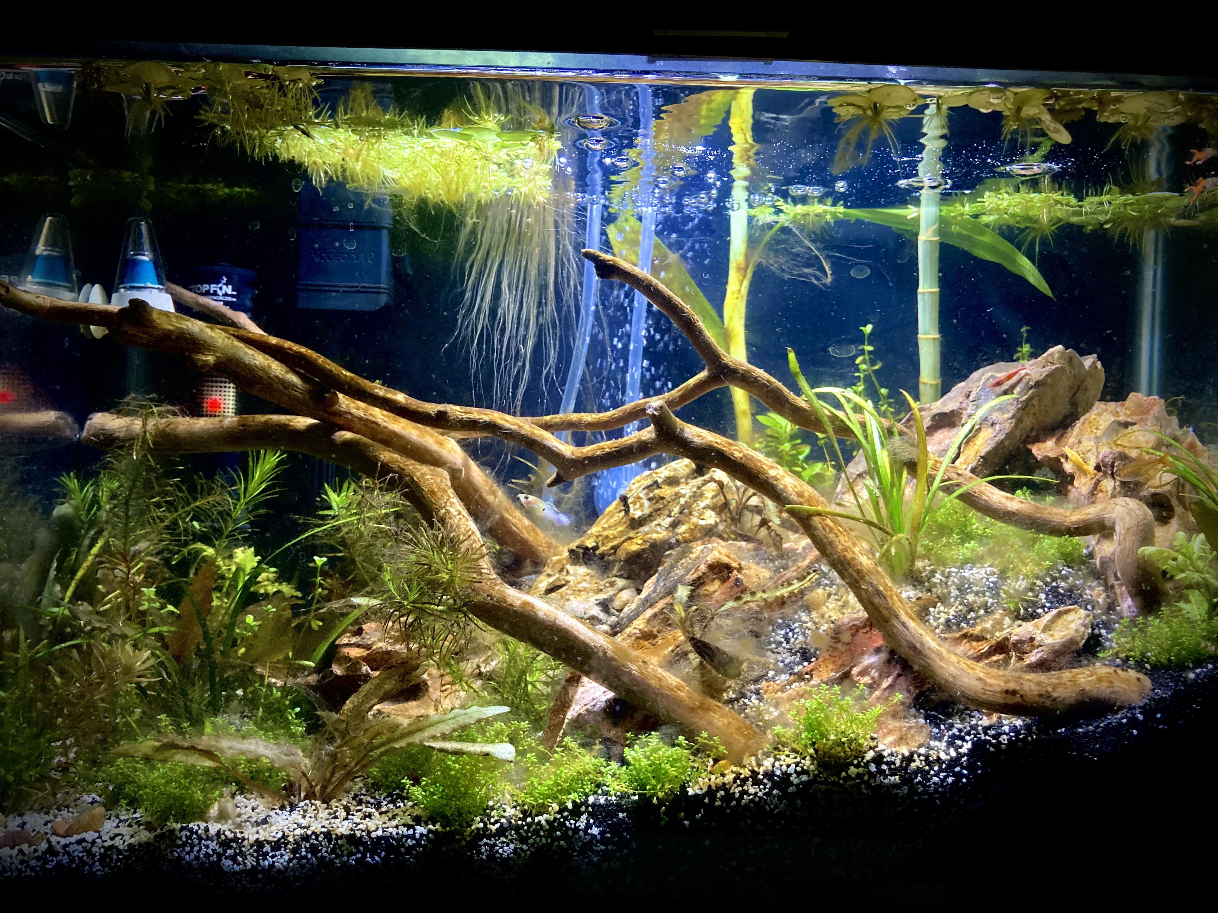 Any tips for controlling hair algae without harming plants?(much more