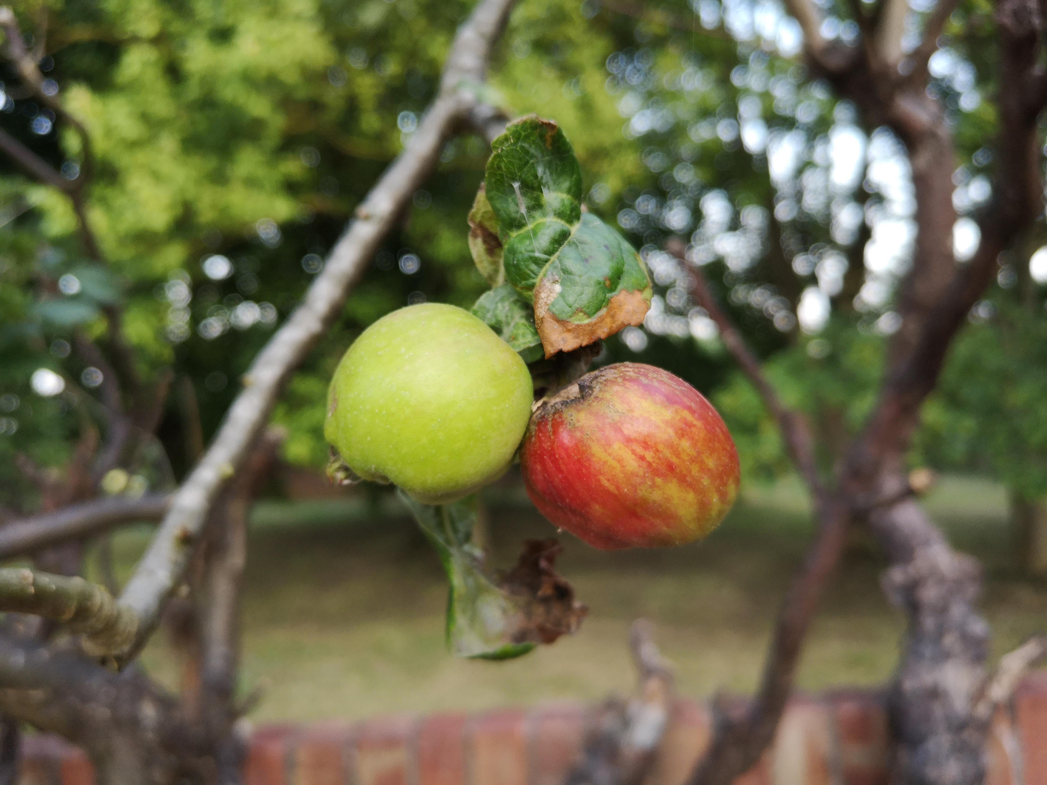 What kind of apple tree do I have? marijuanaenthusiasts