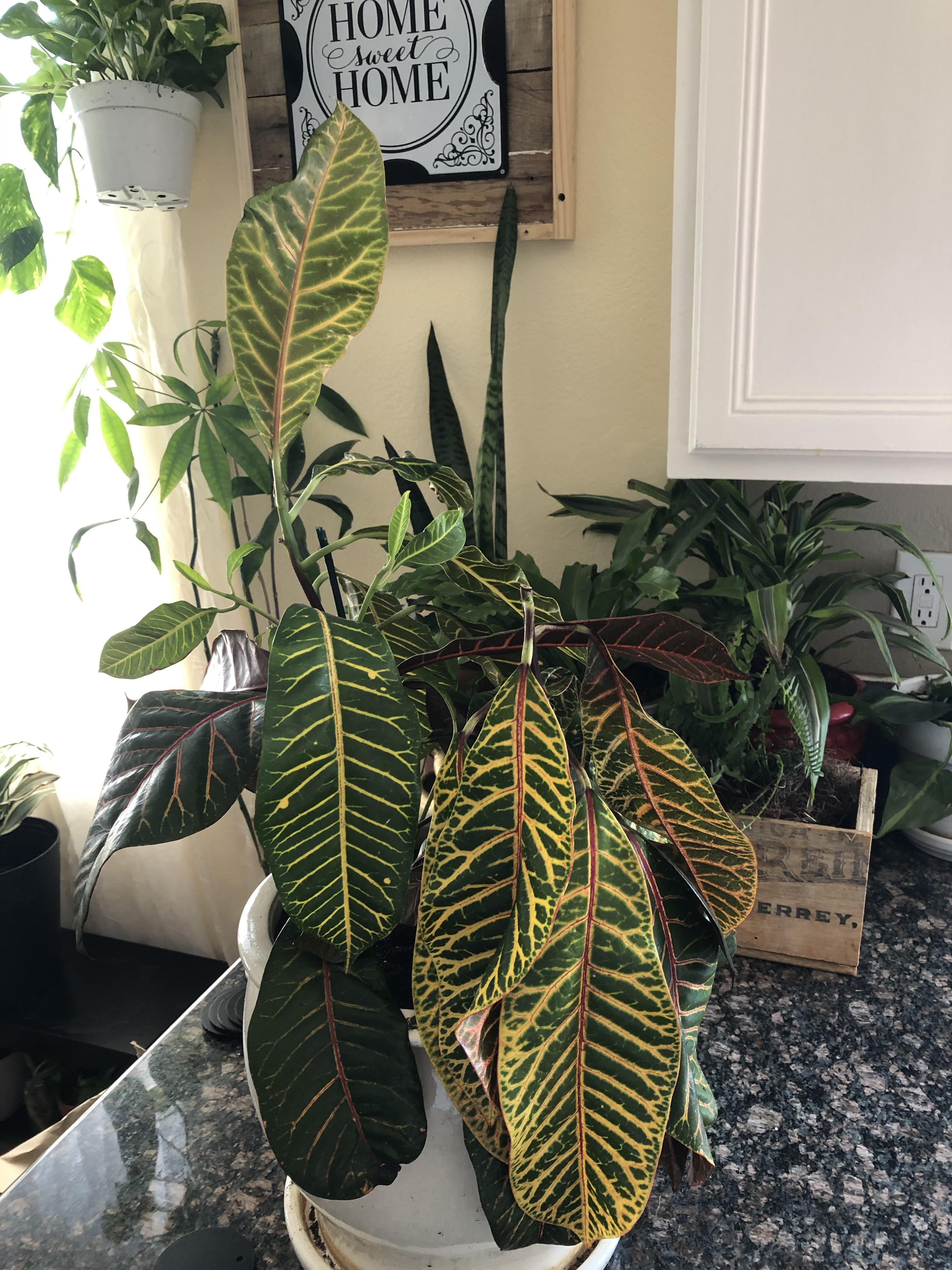 Why are the leaves on my “Croton Petra” limp and drooping? r/plantclinic