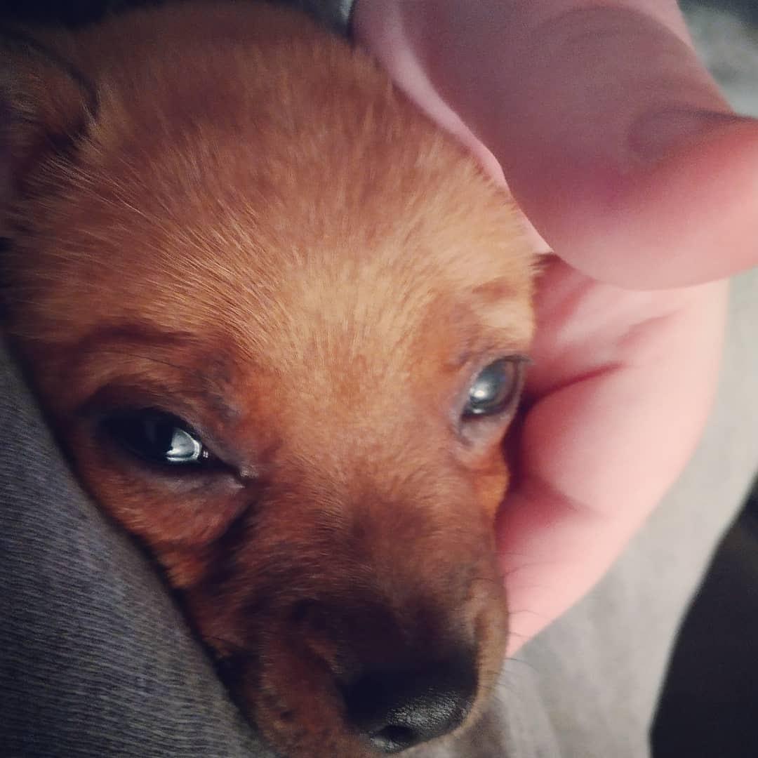 Look at the trust and purity in my puppies eyes r/pics