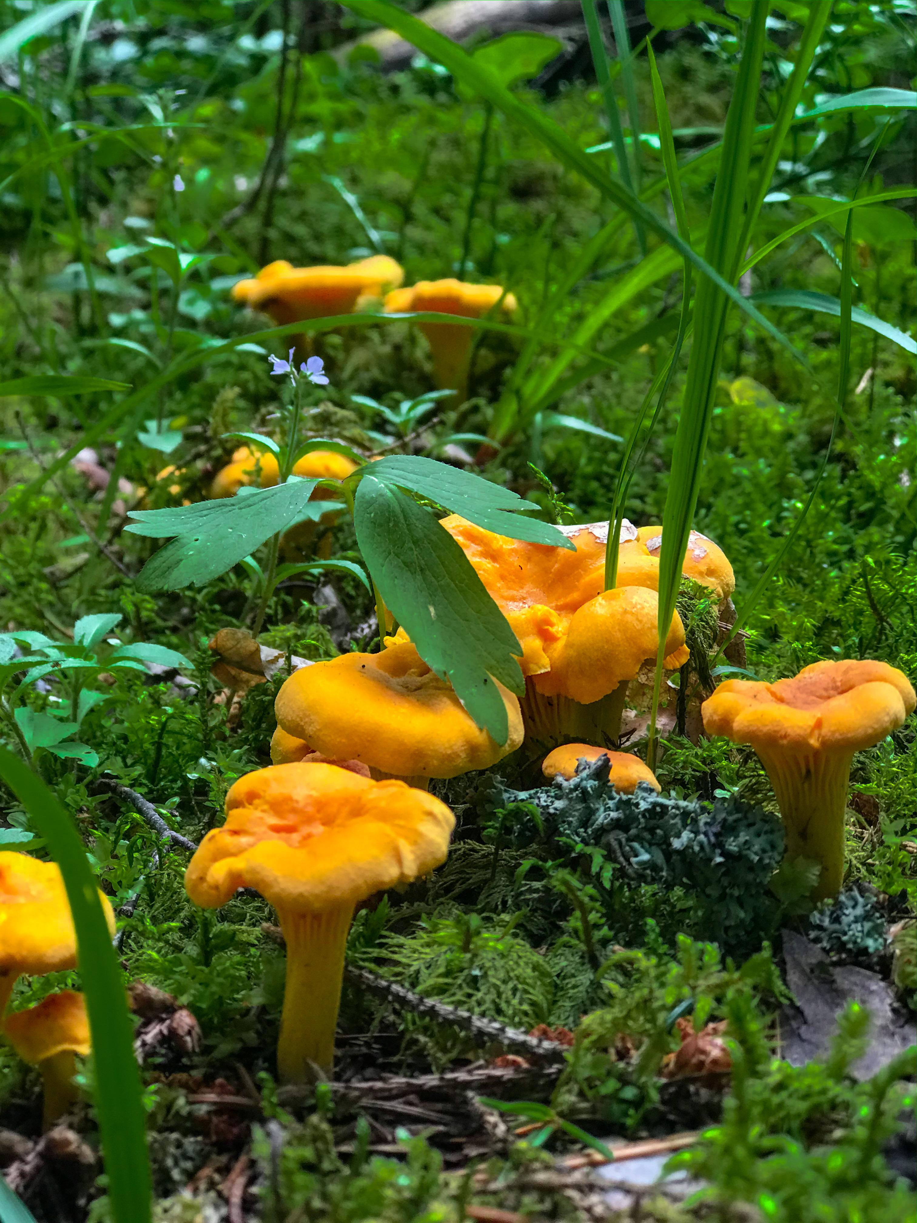 1250 best Chanterelles images on Pholder Mycology, Foraging and Mushrooms
