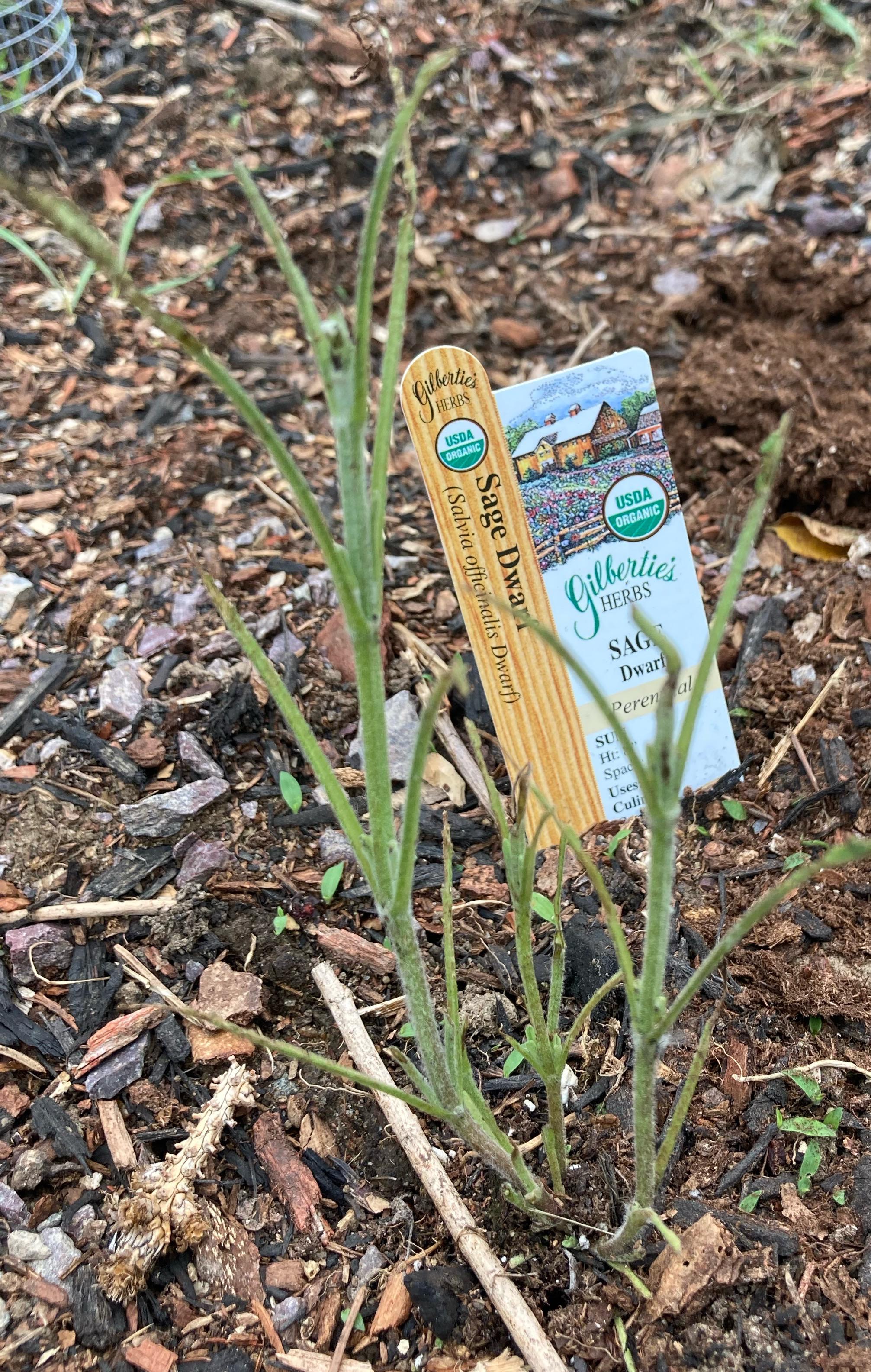 What's eating my sage? Planted 1 week ago in Massachusetts. r/gardening