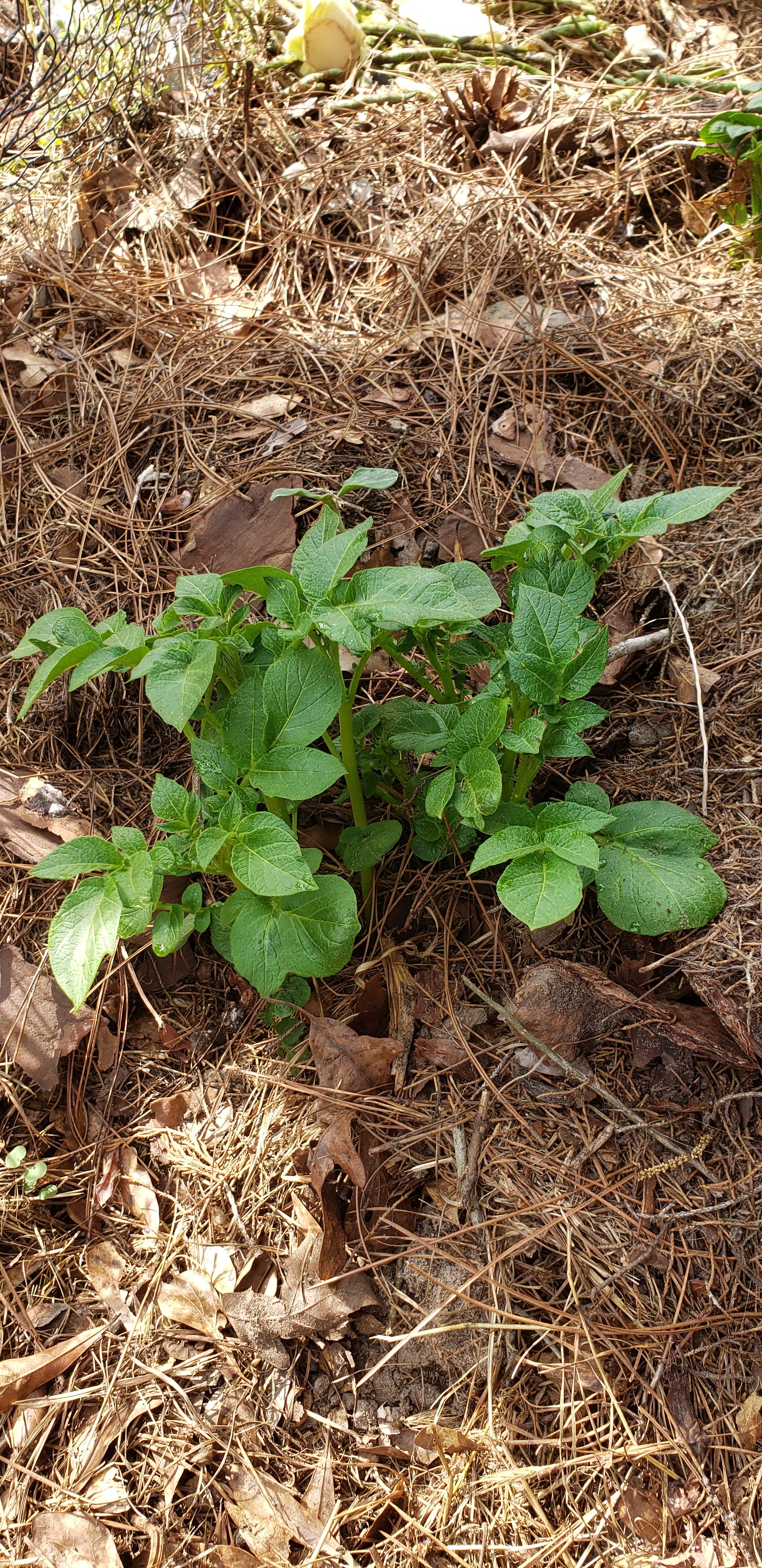 These started growing in our compost pile. Any idea what it is? r
