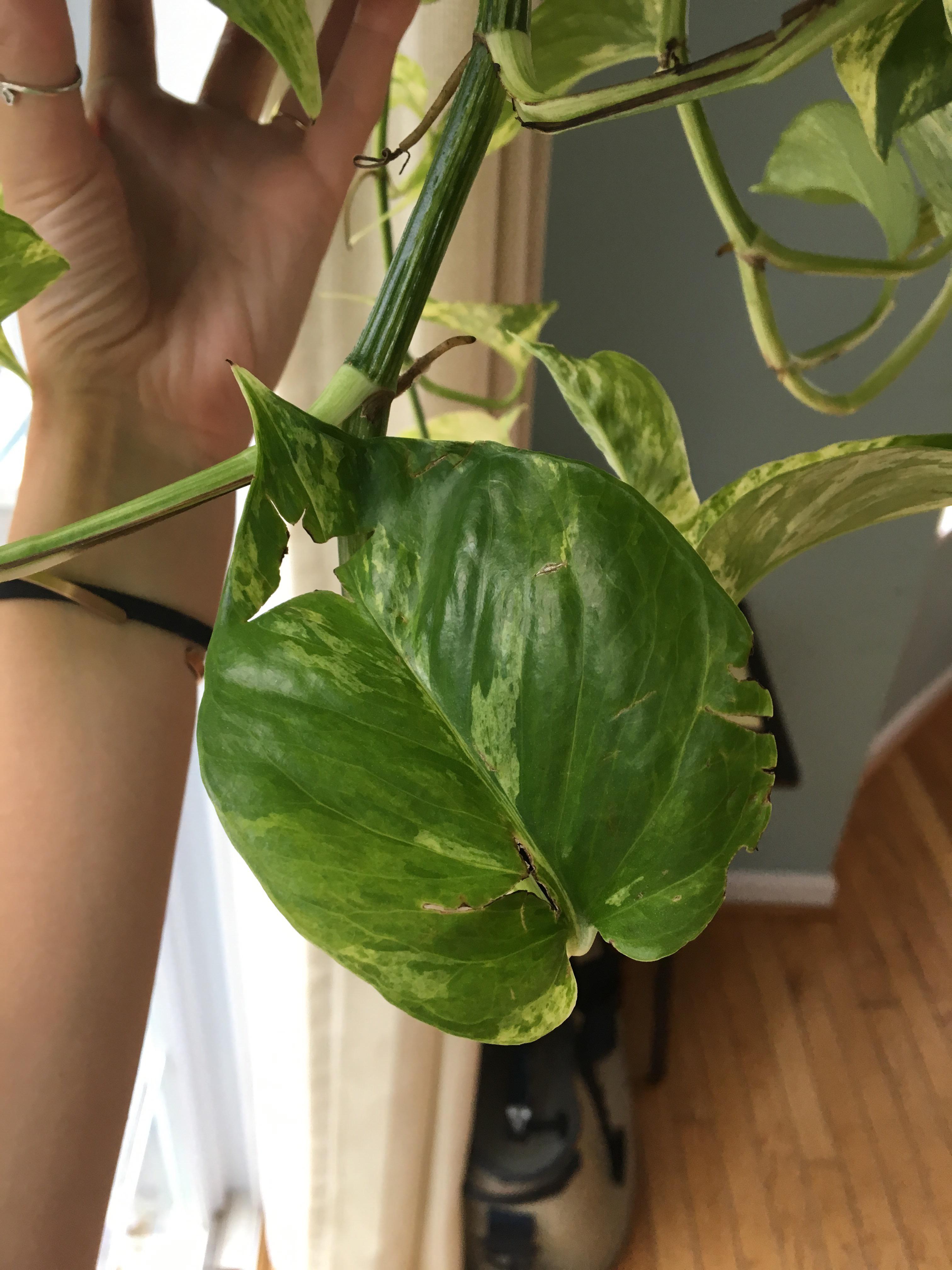 Why are my Pothos leaves splitting? I discovered my peace lily leaves