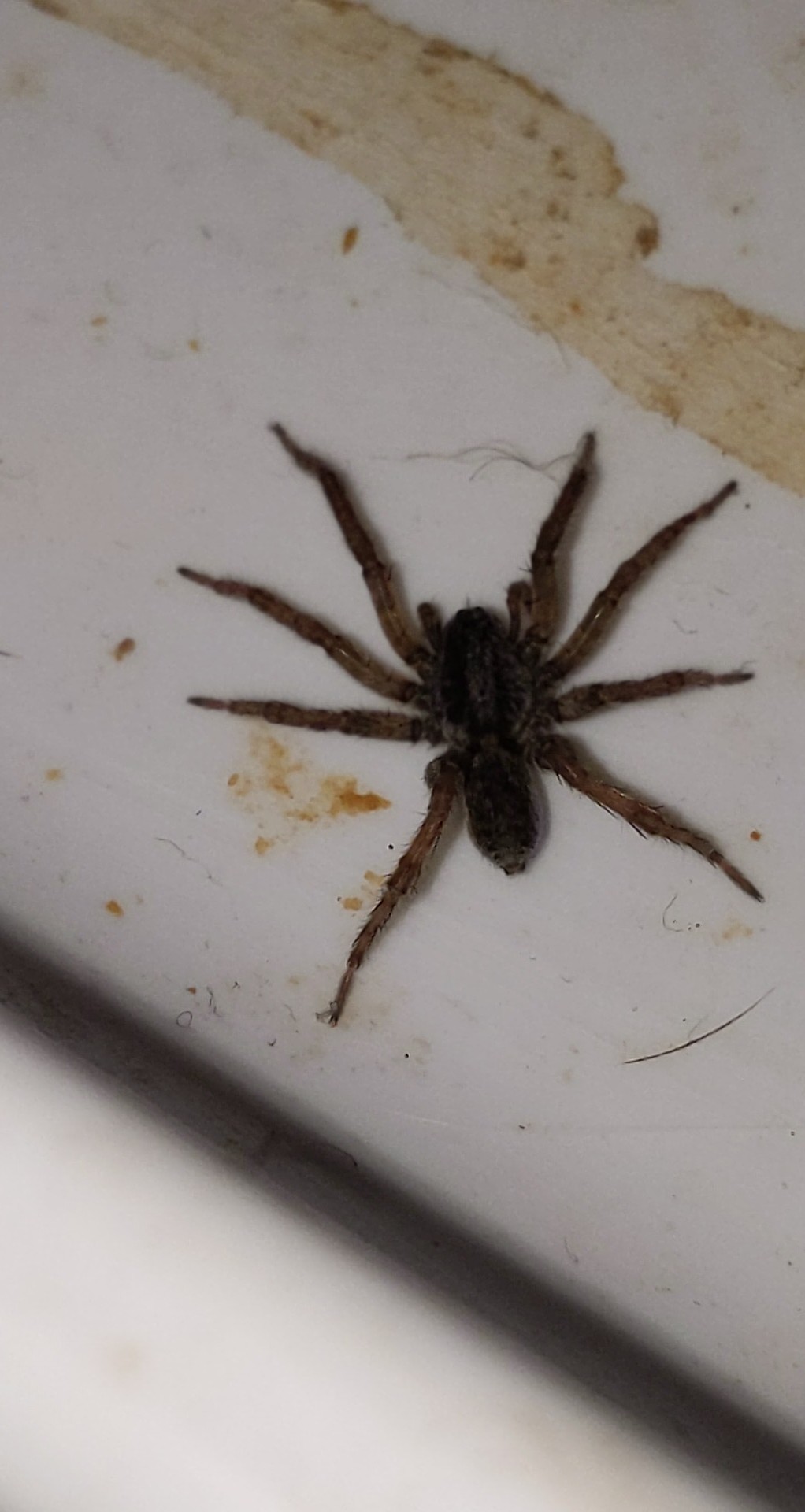 Anyone know what kind of spider this is? It was in our cat's food tray