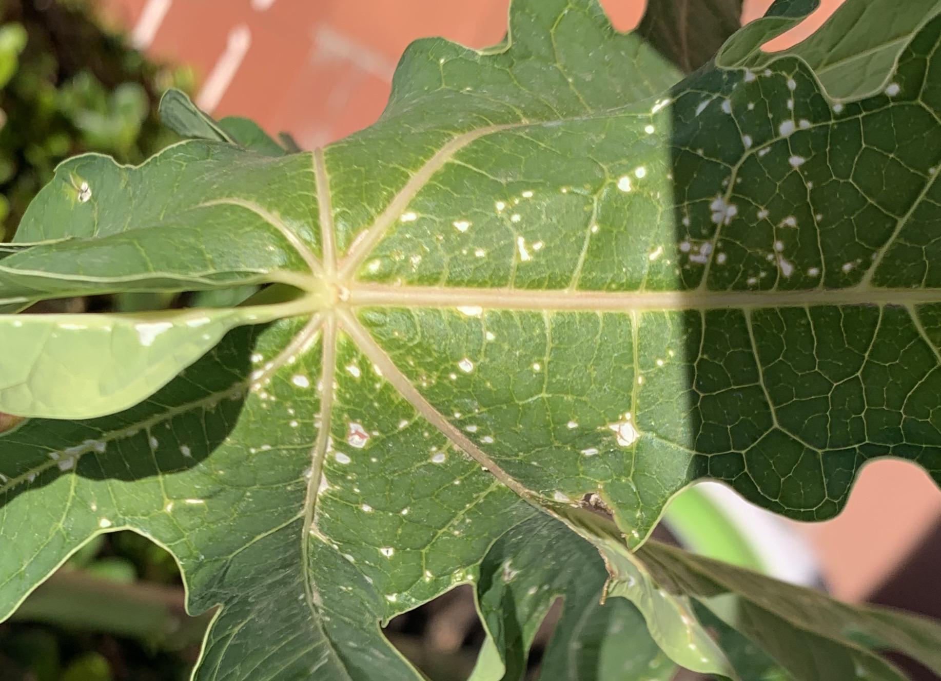 What are the white spots on the leaves of my papaya tree? r/plantclinic
