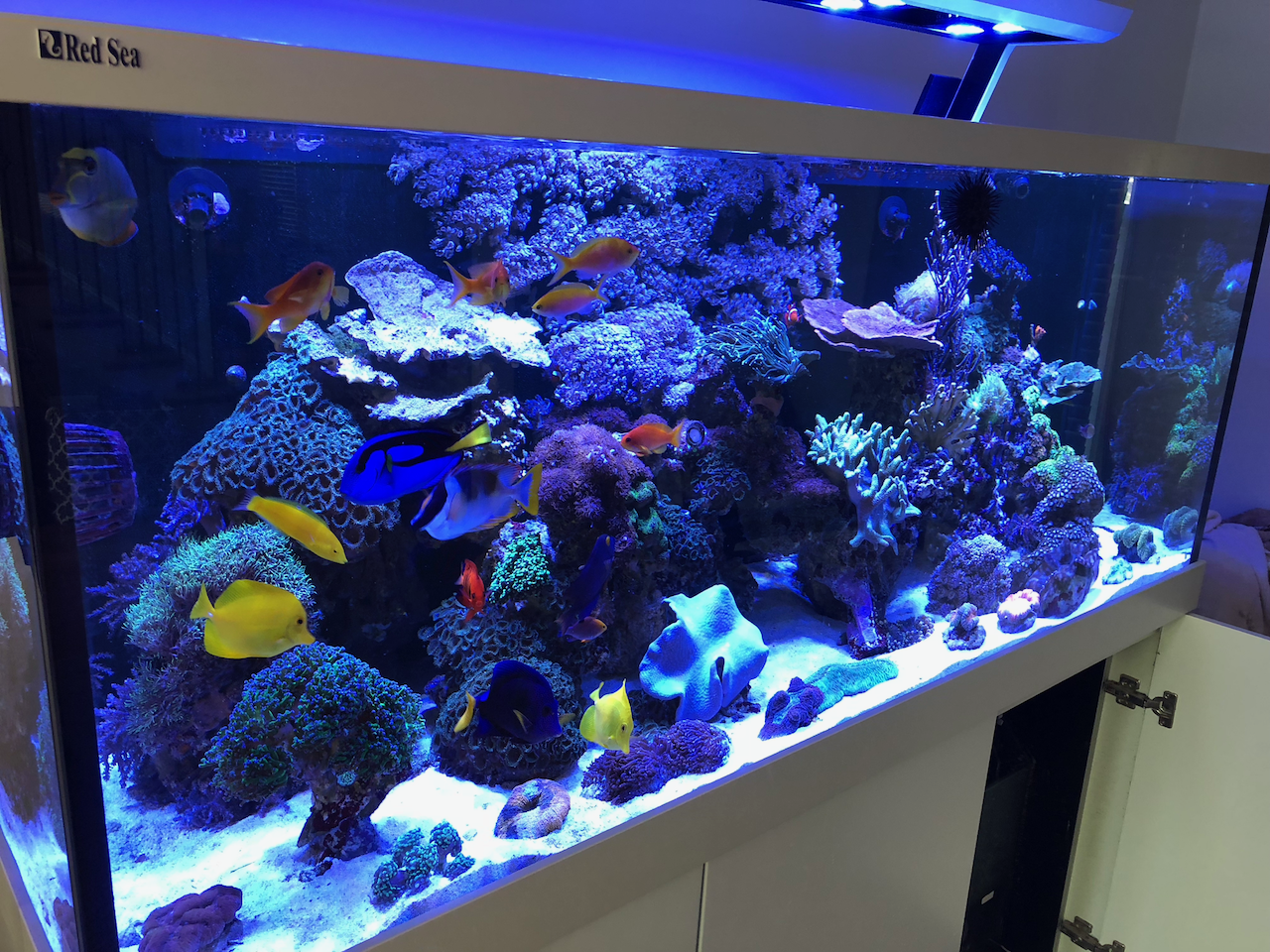 My 175G mixed reef tank r/ReefTank