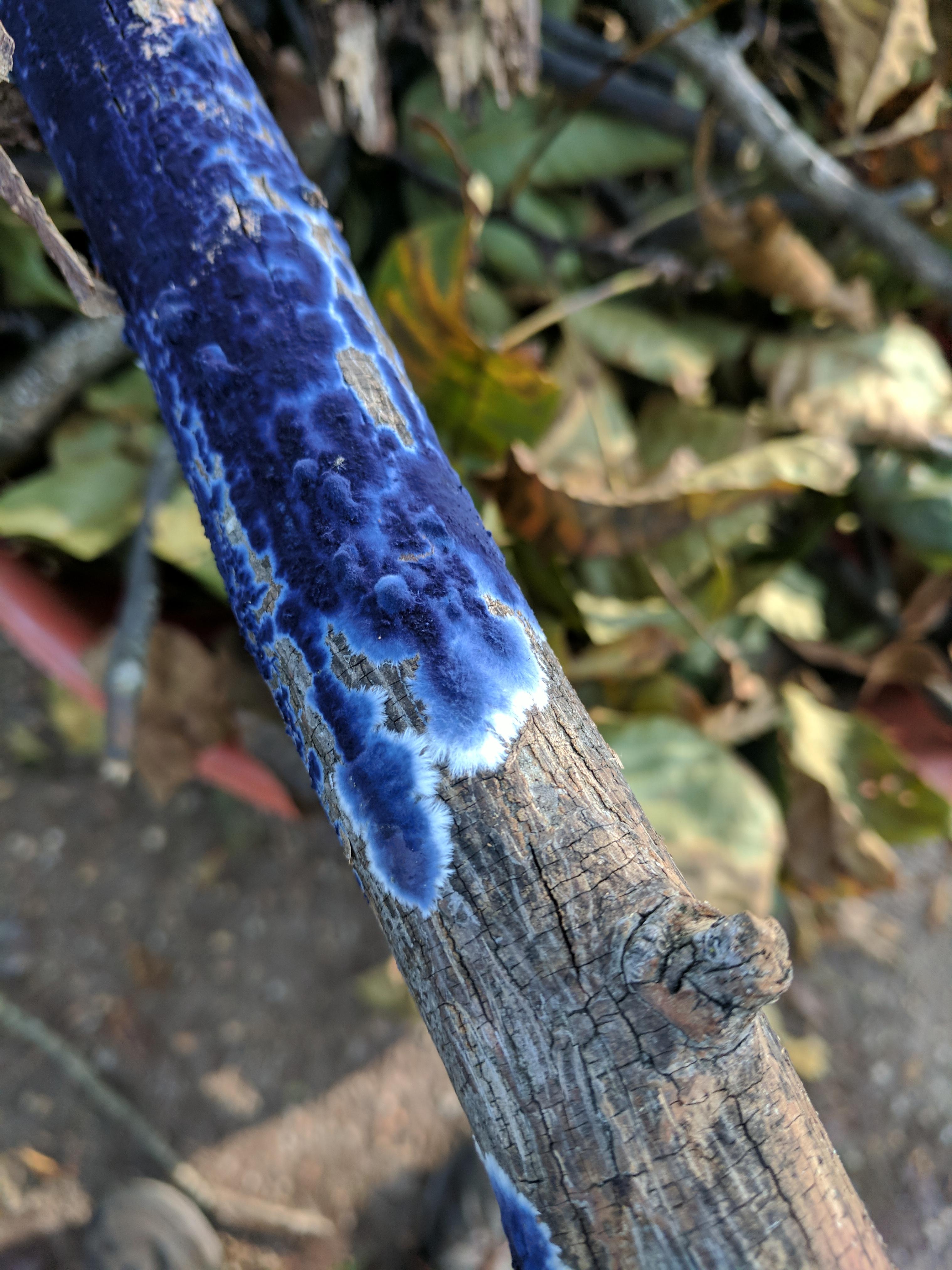 🔥This blue fungus growing on a dead branch🔥I posted this on r