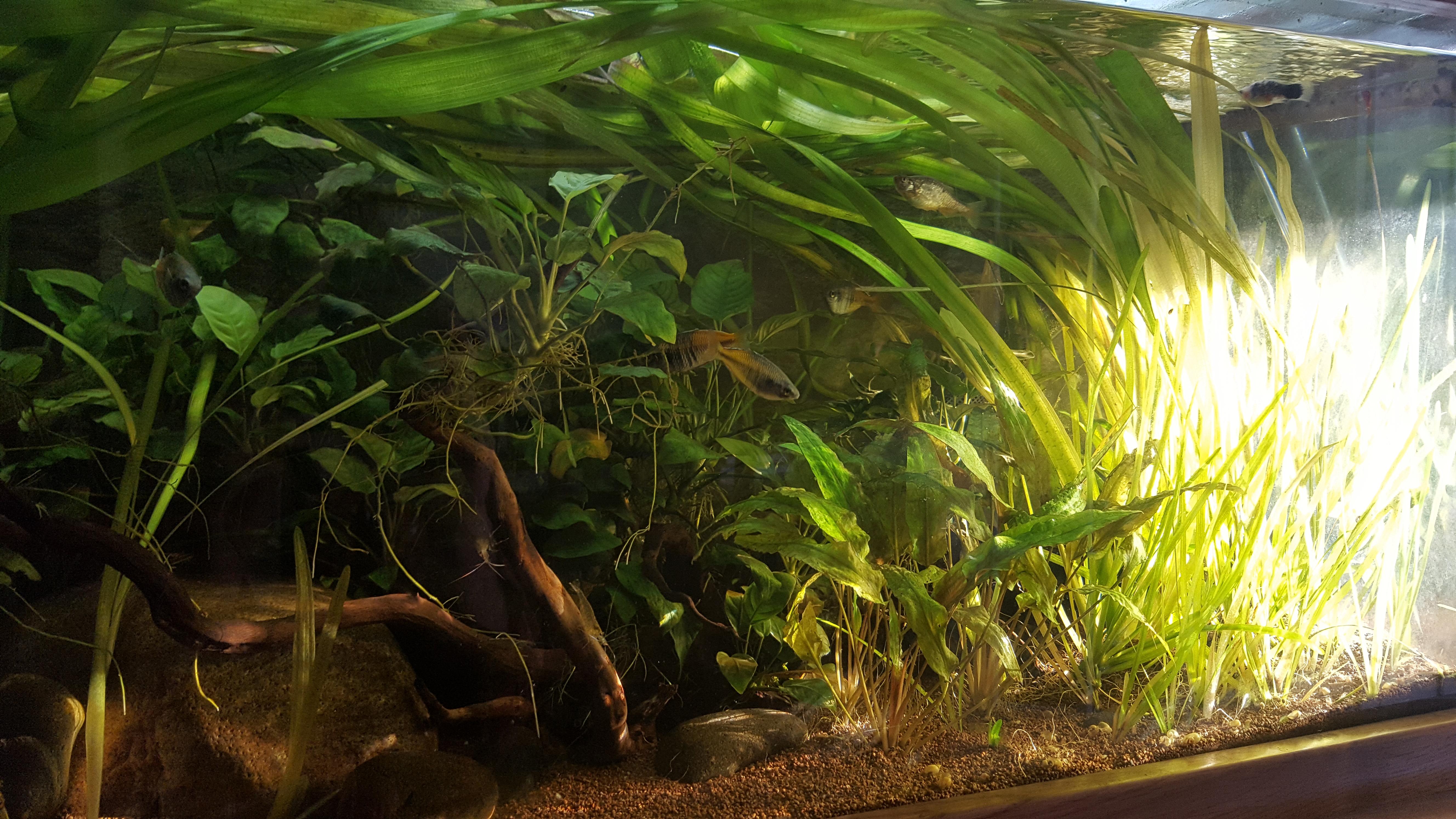 Don't position your aquarium in direct sunlight! Else you end up with a jungle. r/Aquariums