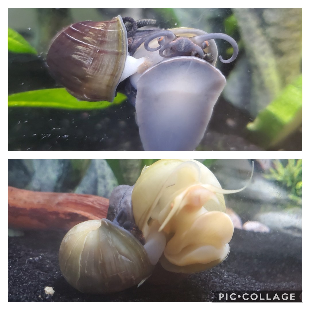 question about mystery snail gender. r/AquaticSnails