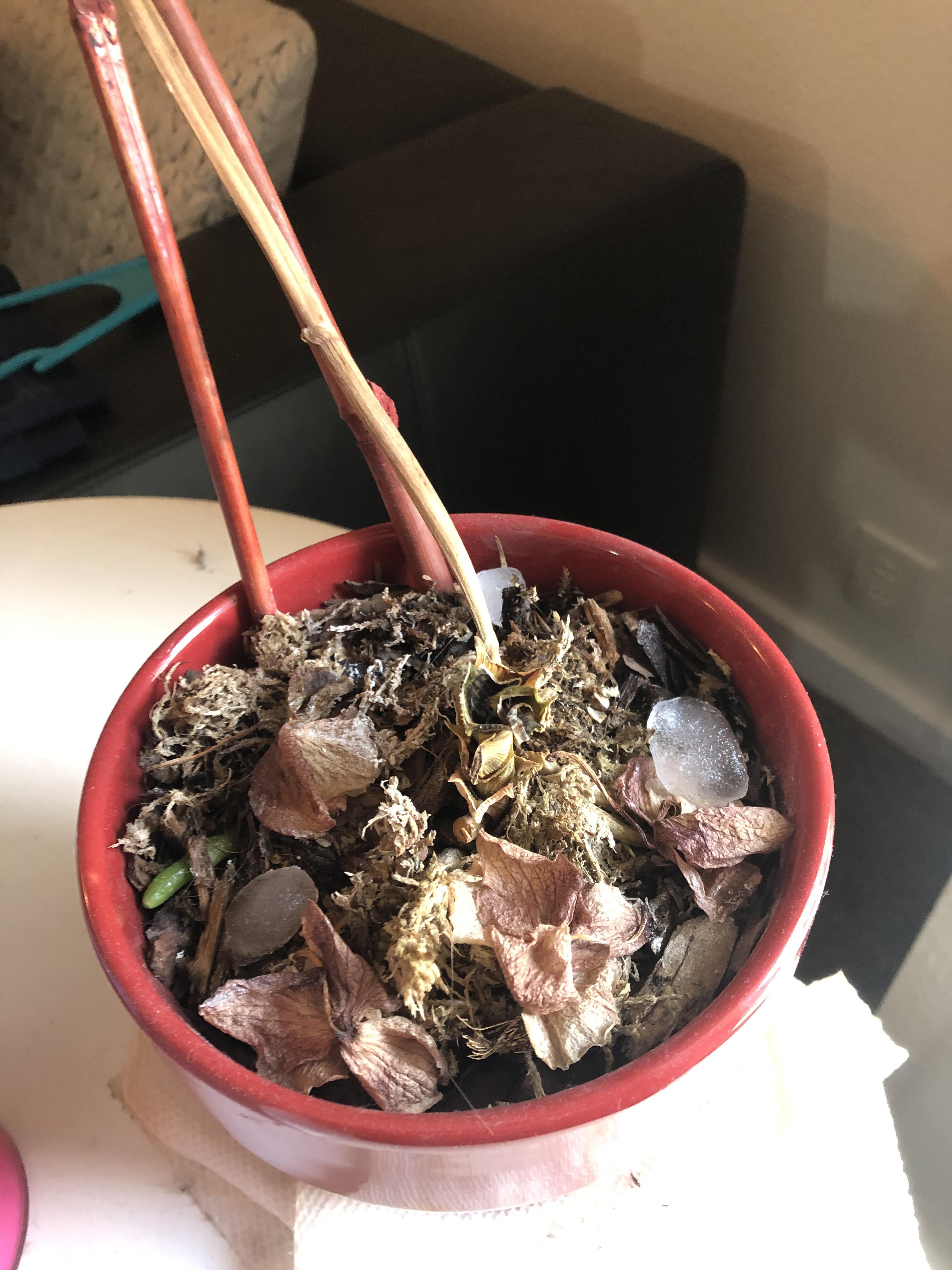 Is my orchid dead? It has lost all its leaves and the stem is dead too