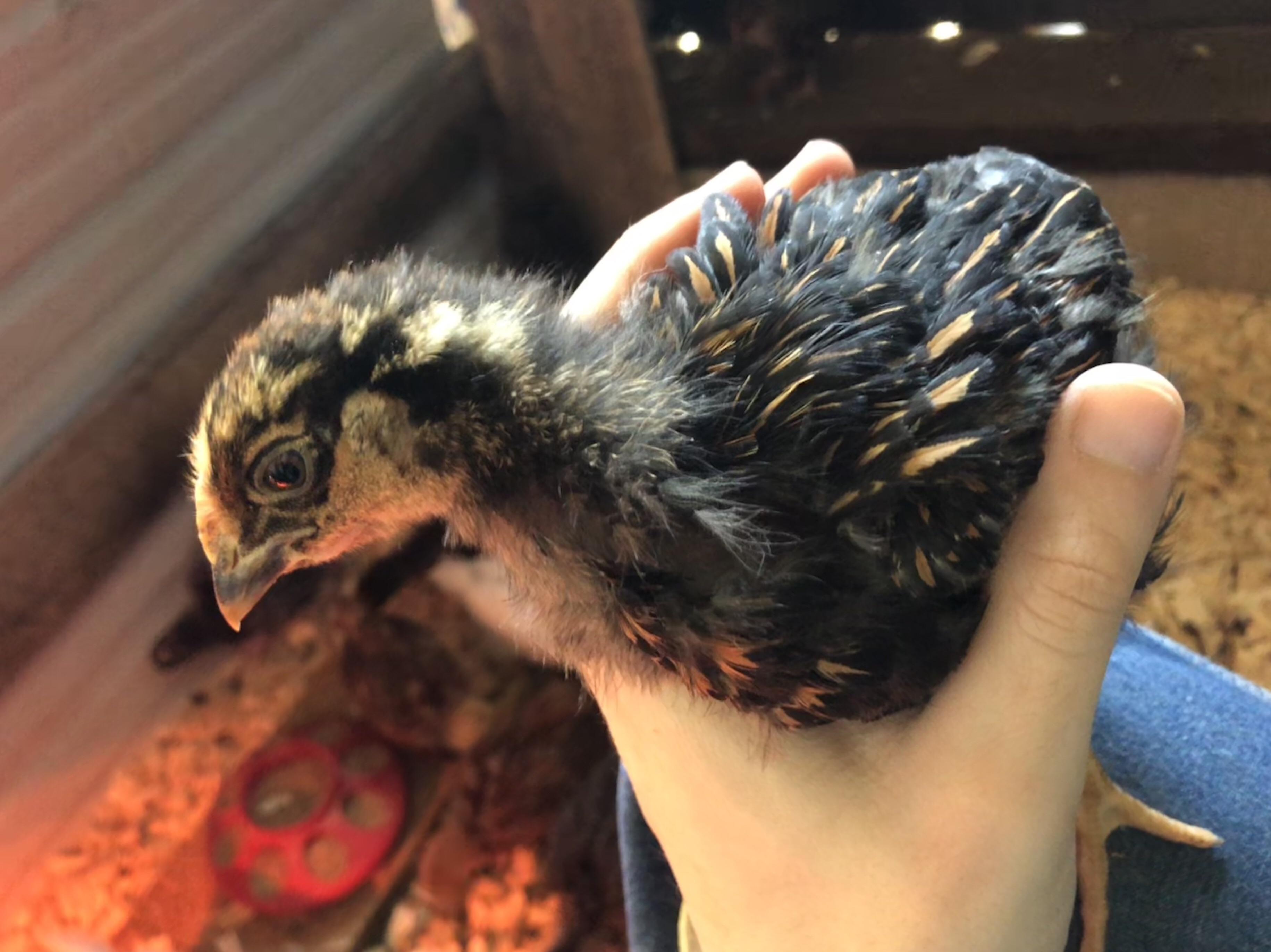 My three week old Golden Laced Wyandotte boy r/BackYardChickens