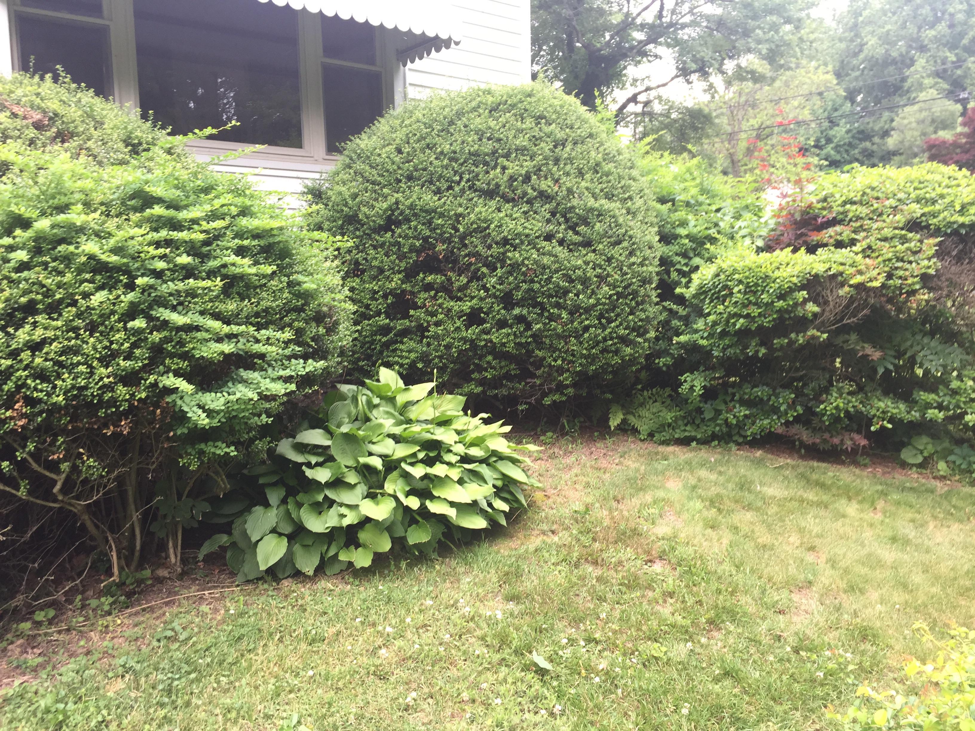 Ideas for overgrown bushes? r/gardening